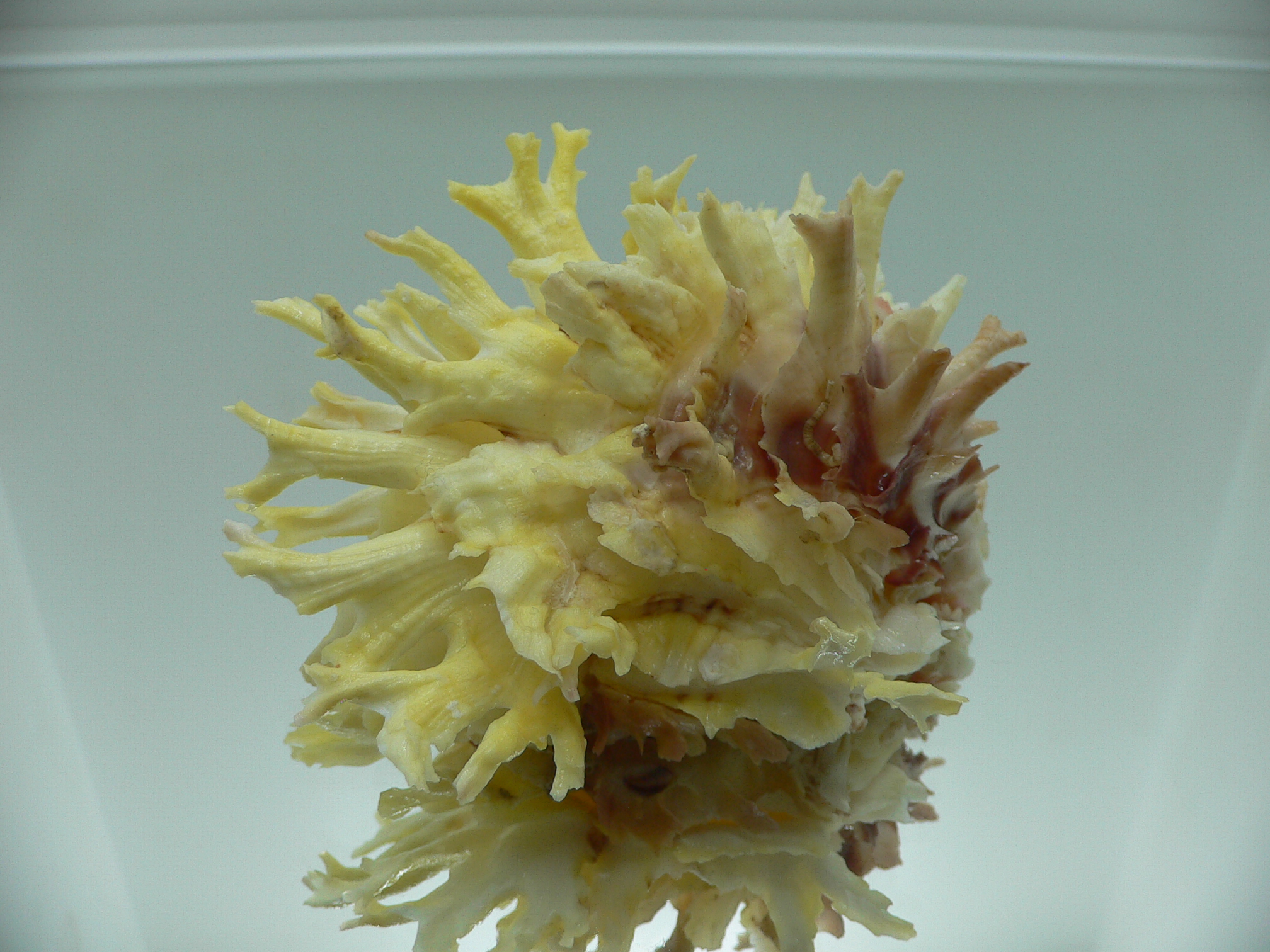 Chama lazarus TRICOLOR