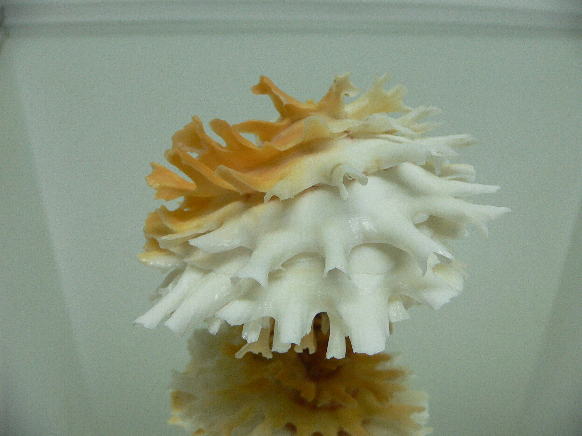 Chama lazarus ORANGE-WHITE