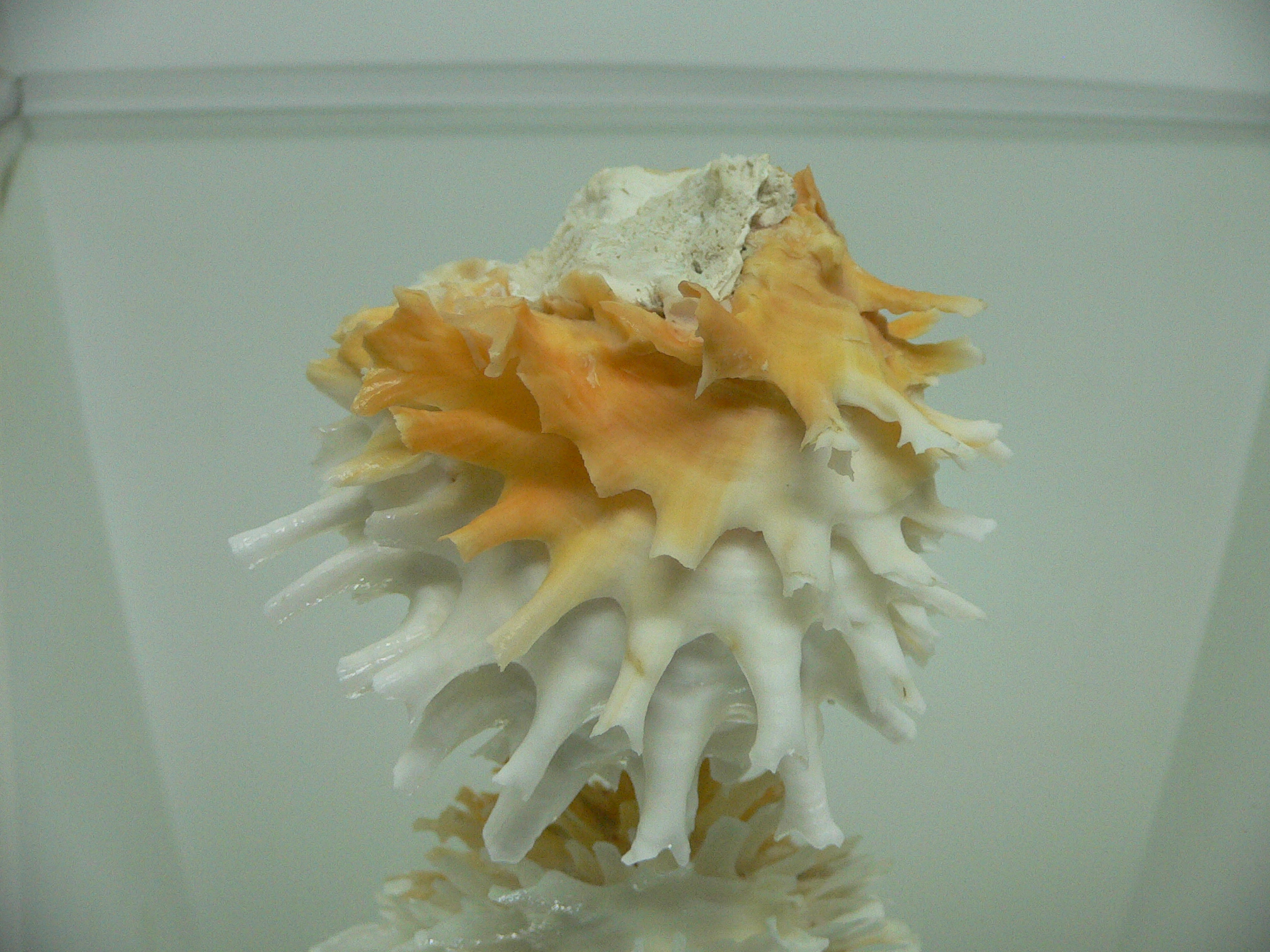 Chama lazarus ORANGE-WHITE