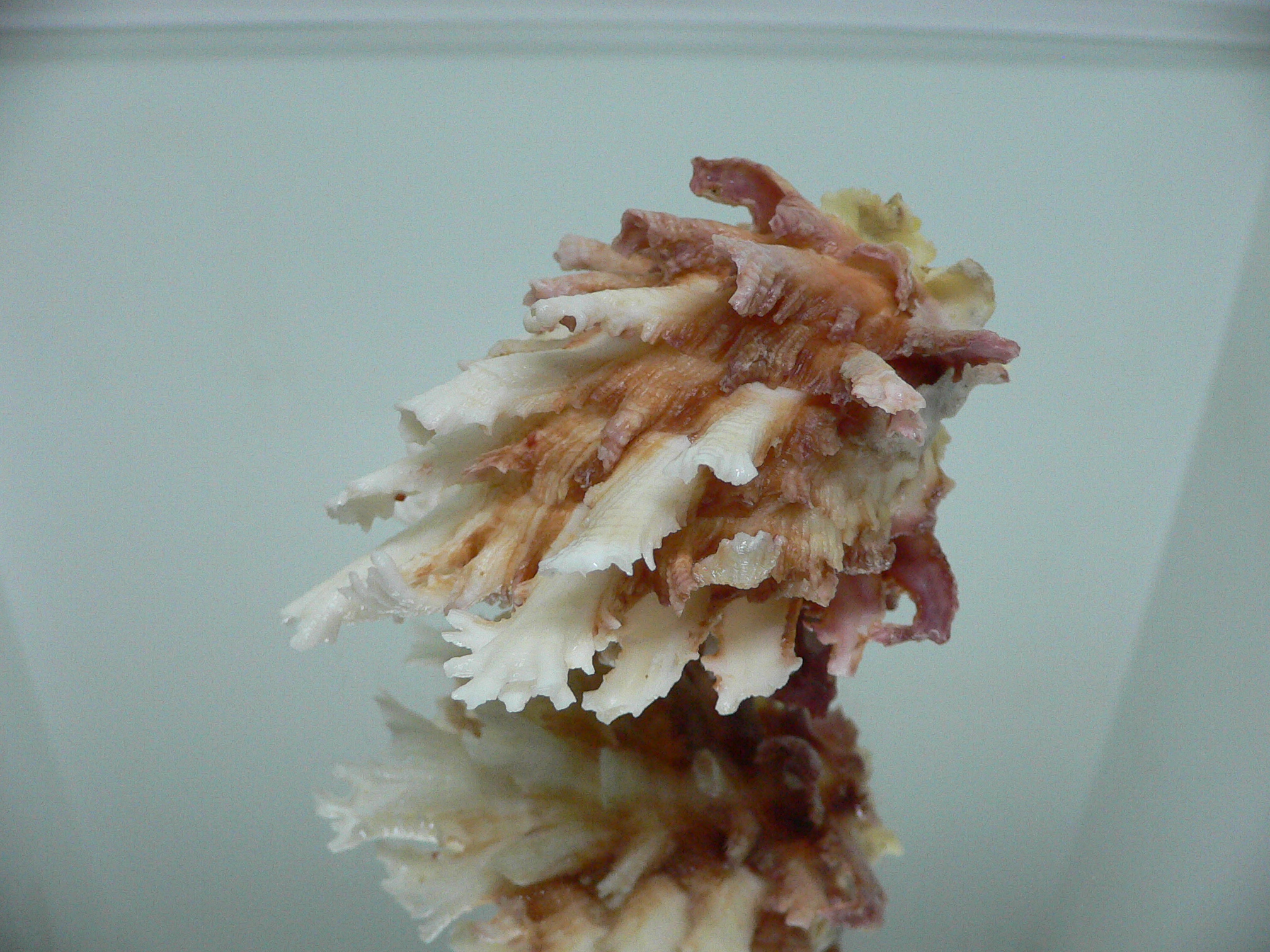 Chama lazarus TRICOLOR