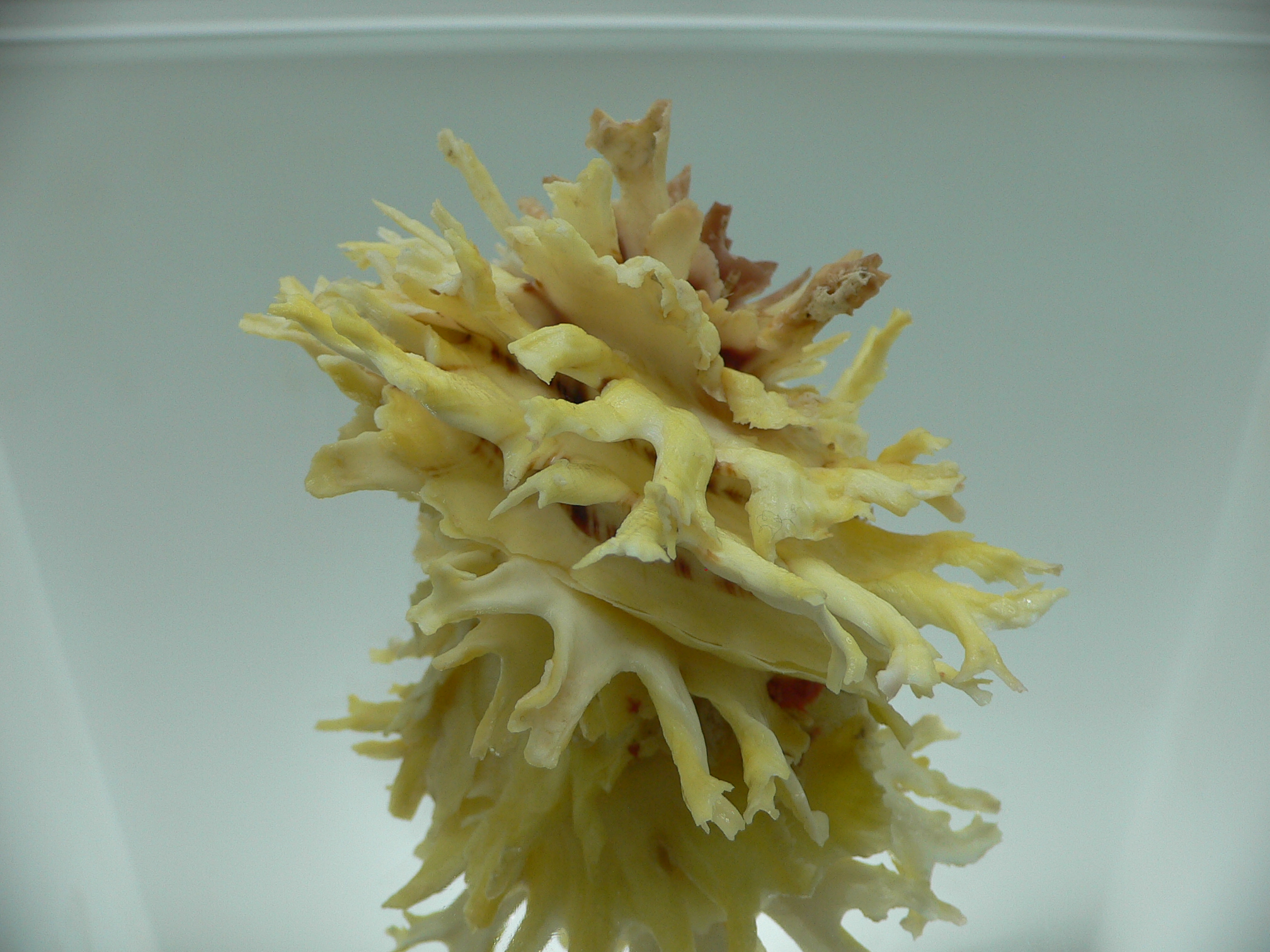 Chama lazarus TRICOLOR