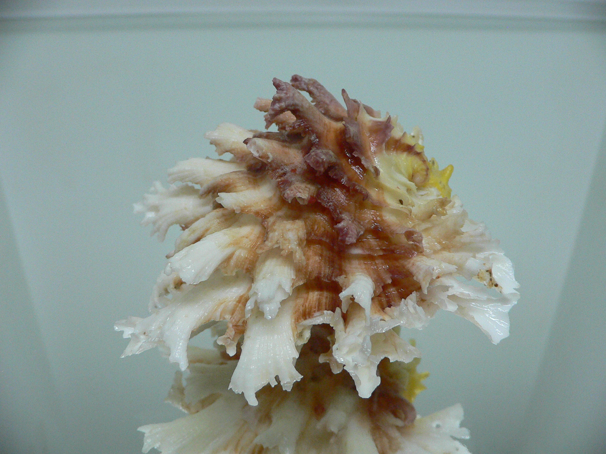 Chama lazarus TRICOLOR