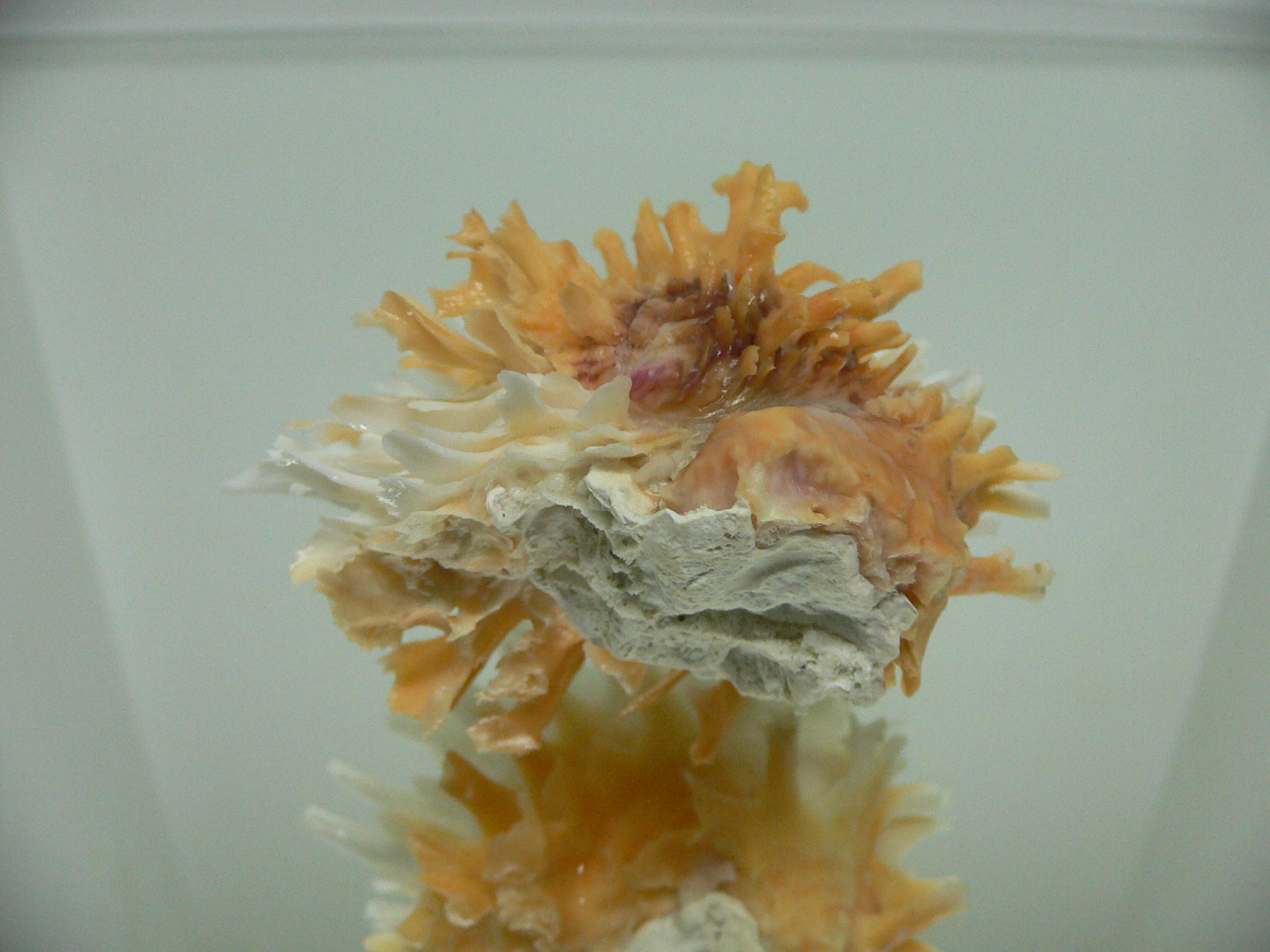 Chama lazarus ORANGE-WHITE