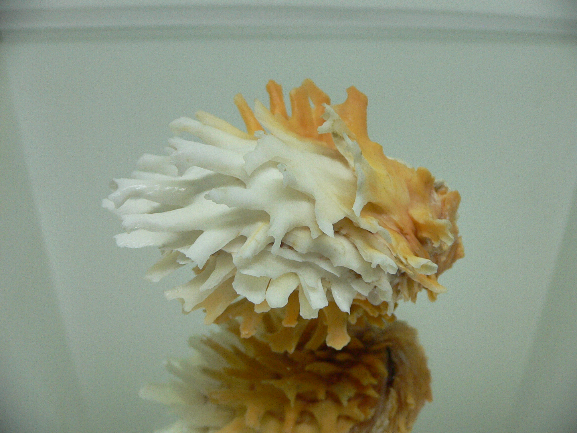 Chama lazarus ORANGE-WHITE