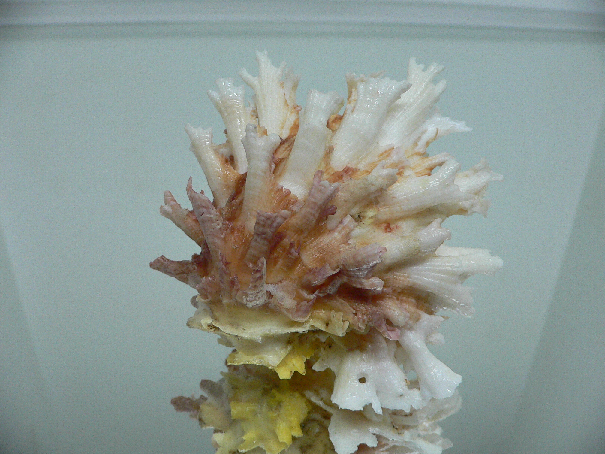 Chama lazarus TRICOLOR