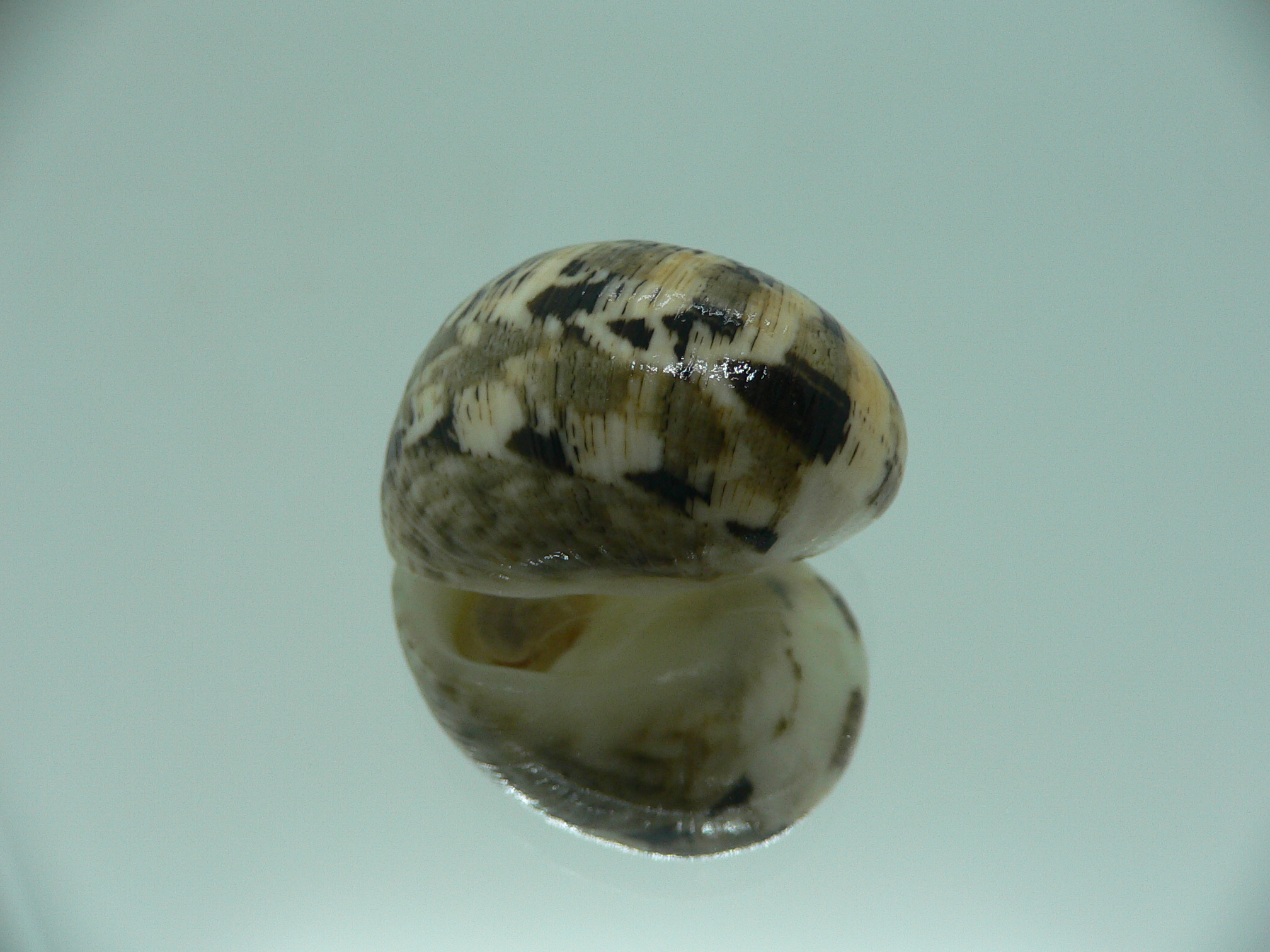 Nerita polita rumphii PALE & MOTLEY