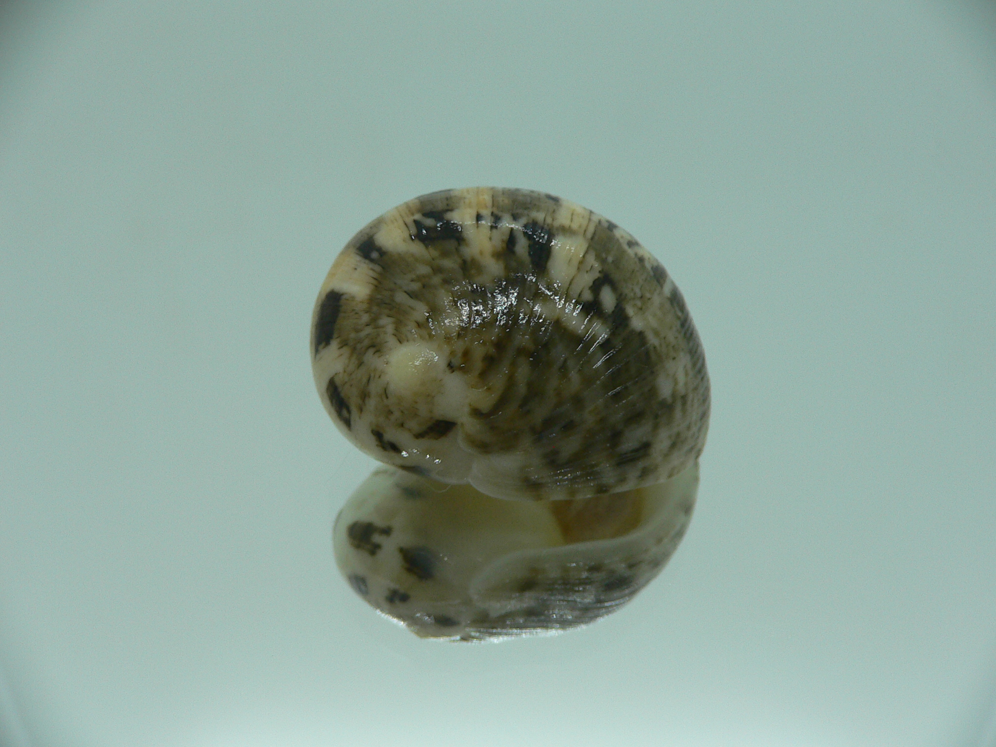 Nerita polita rumphii PALE & MOTLEY