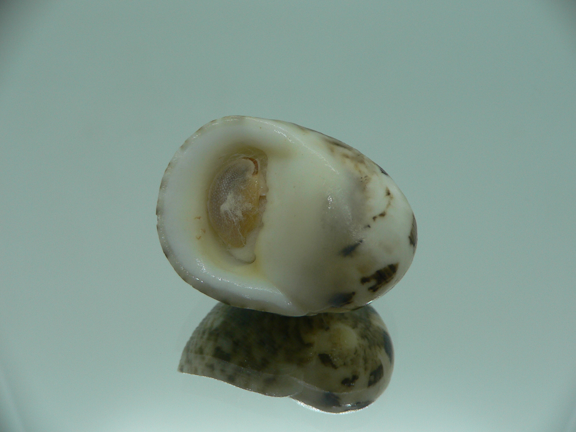 Nerita polita rumphii PALE & MOTLEY