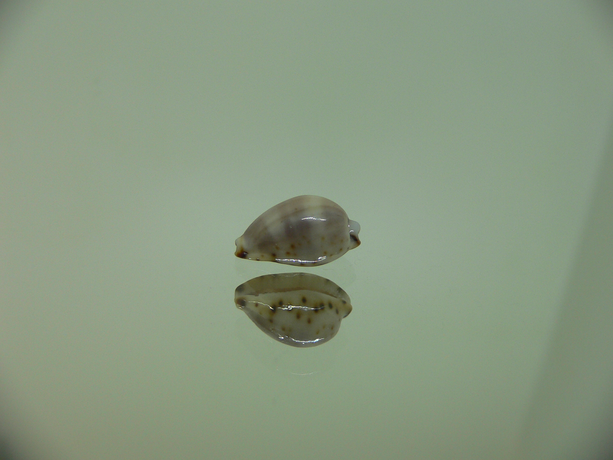 Cypraea contaminata SUPER & WIDE