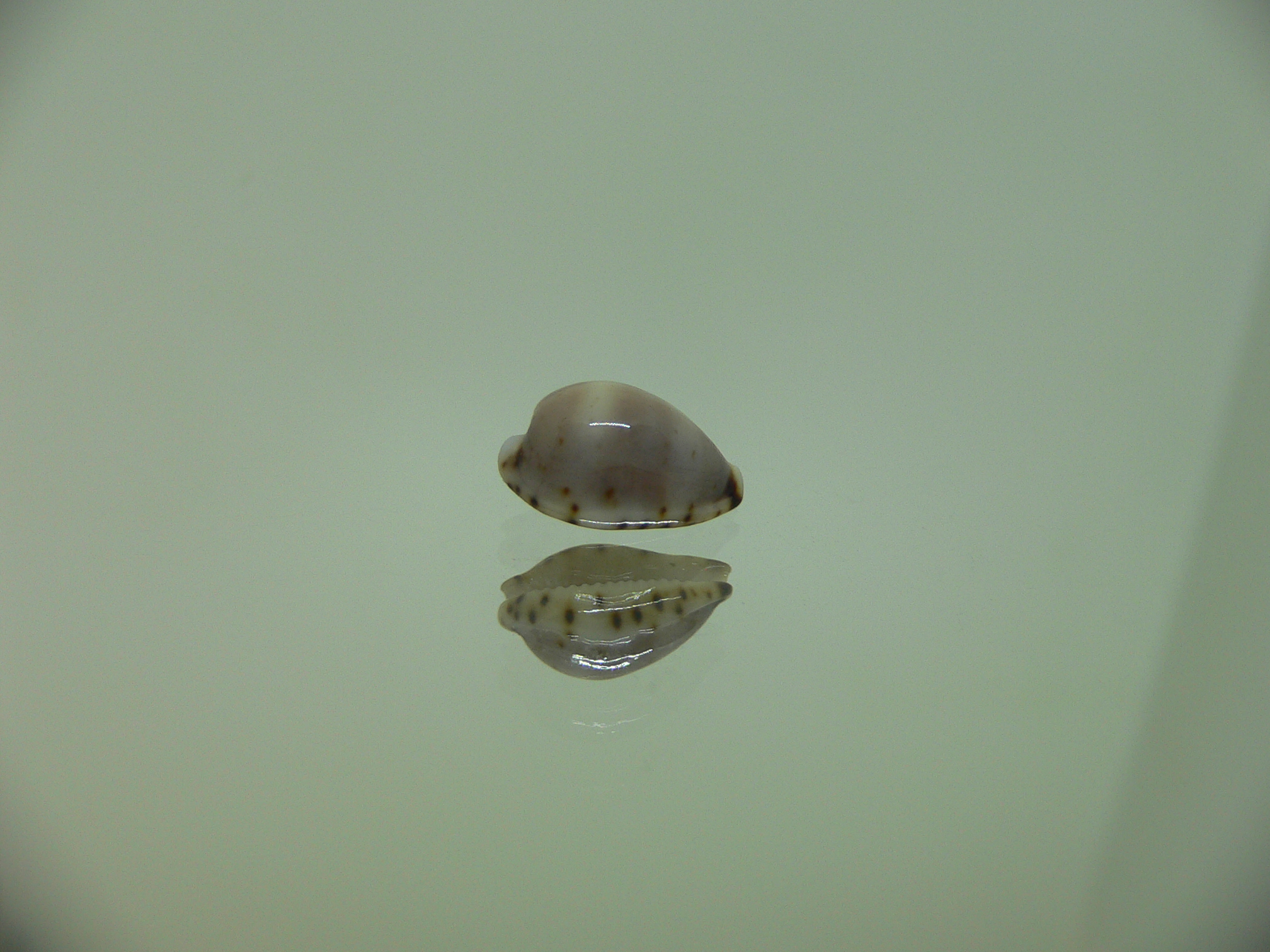 Cypraea contaminata SUPER & WIDE