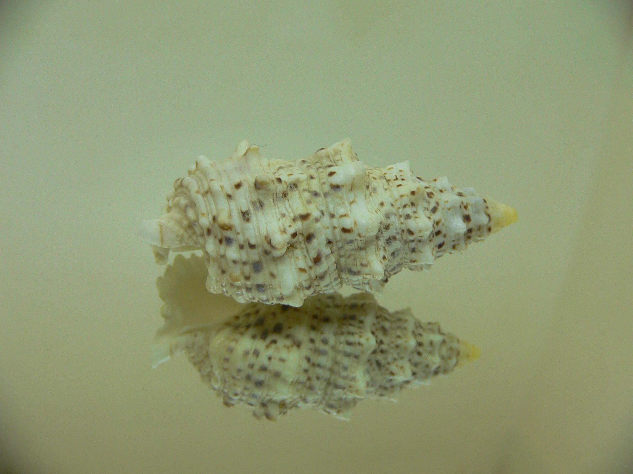 Cerithium echinatum