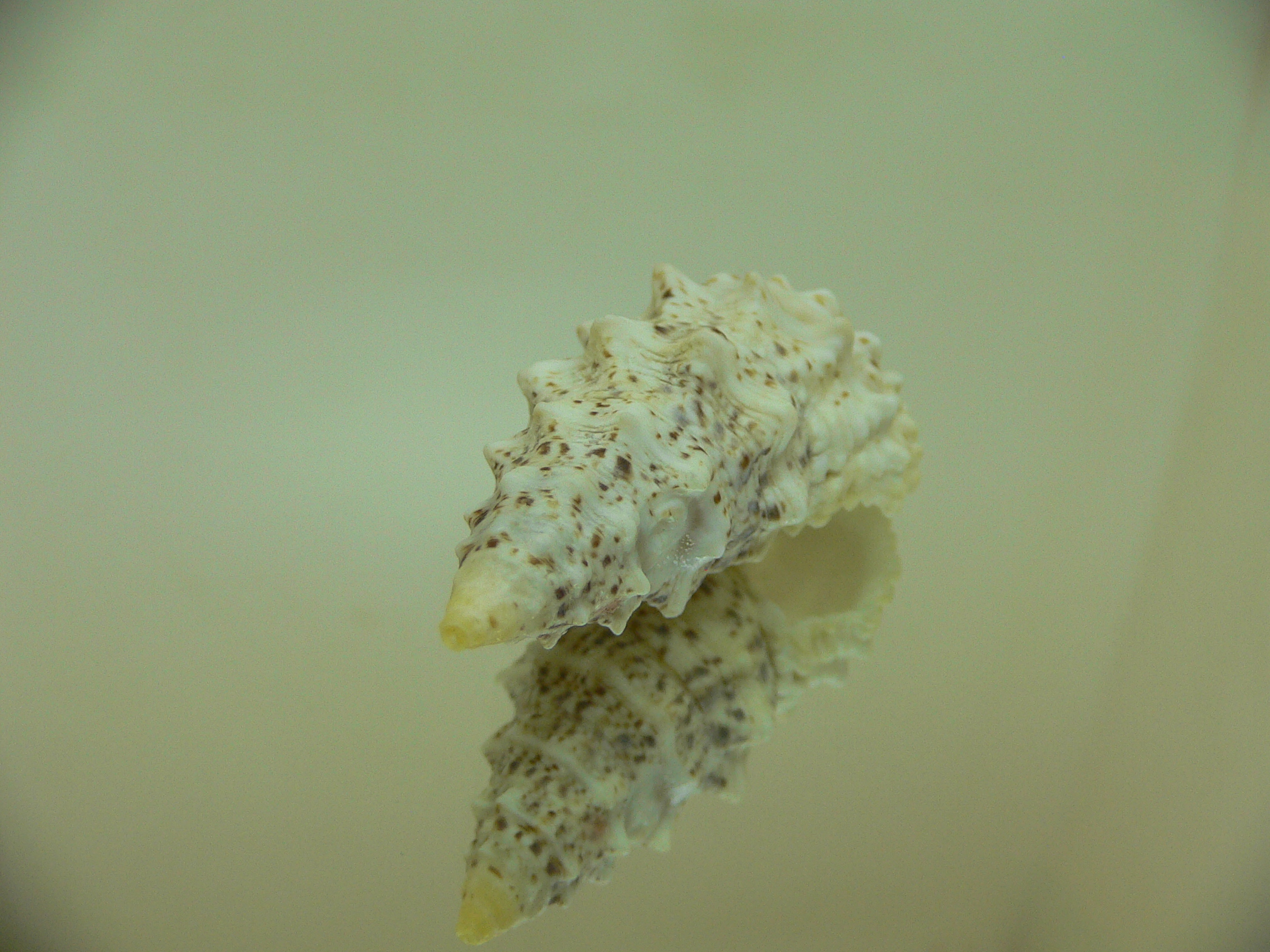 Cerithium echinatum