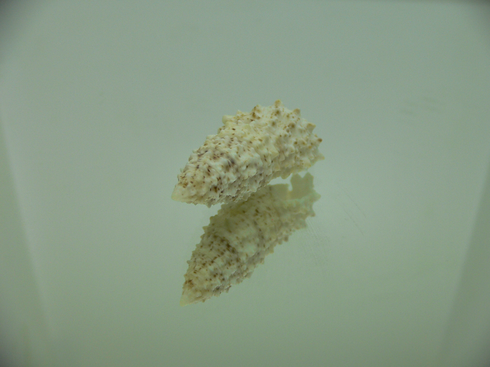 Cerithium echinatum ELONGATE