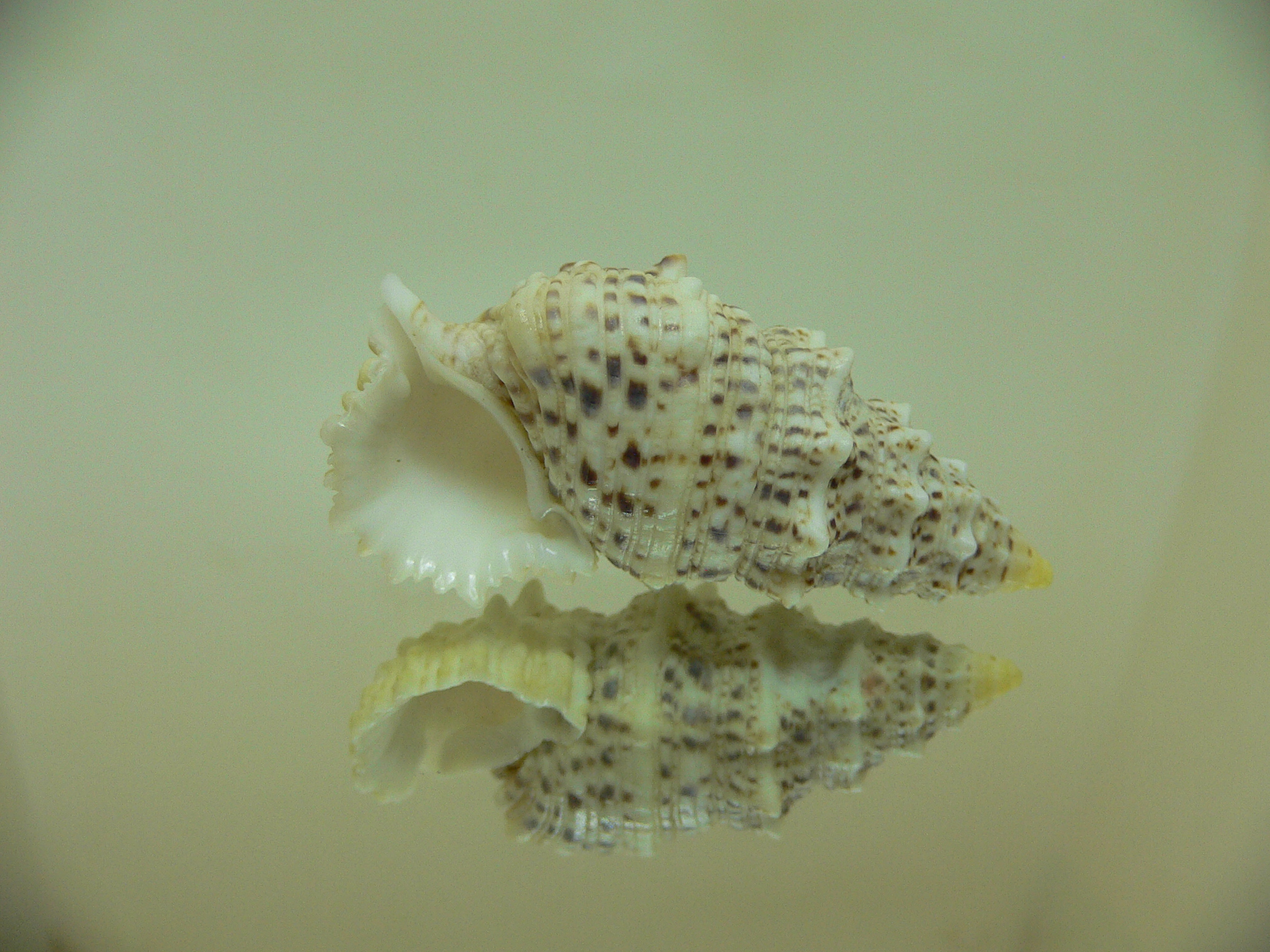 Cerithium echinatum