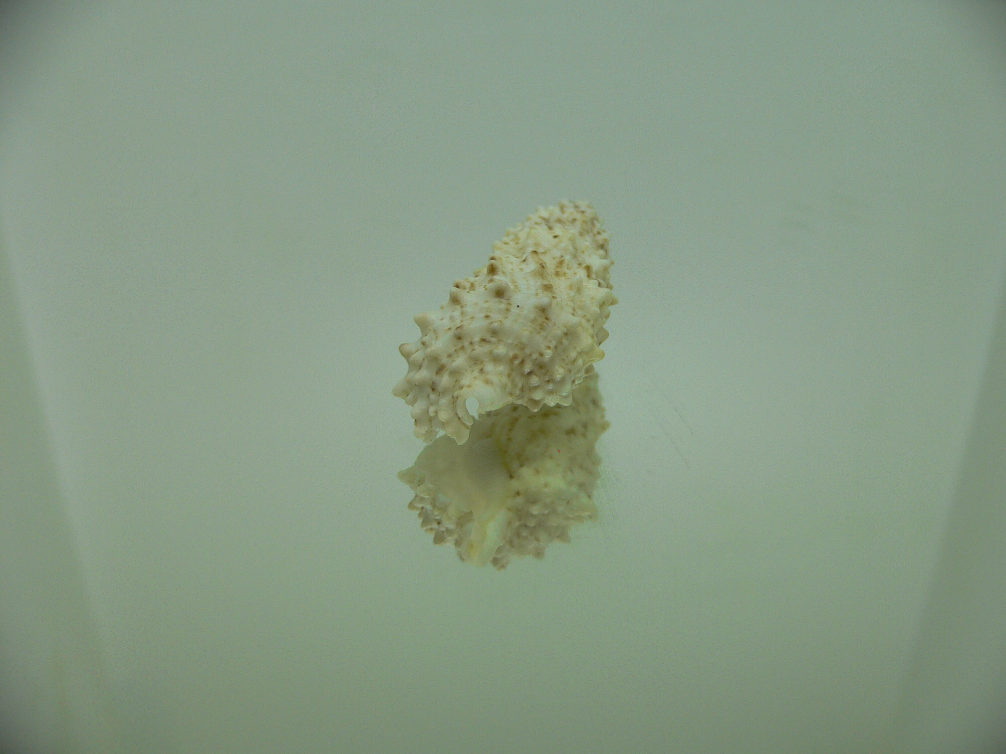 Cerithium echinatum ELONGATE