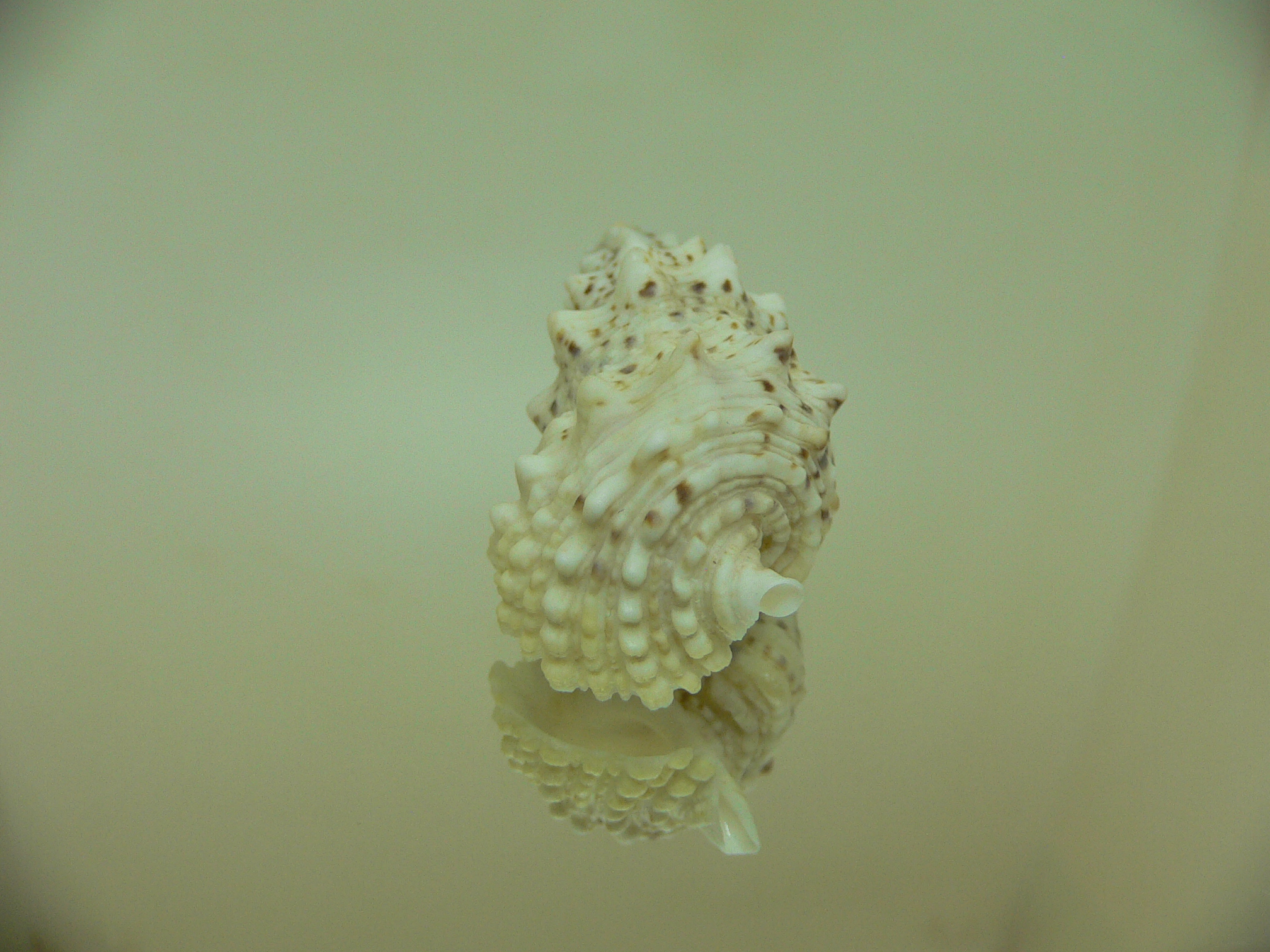 Cerithium echinatum