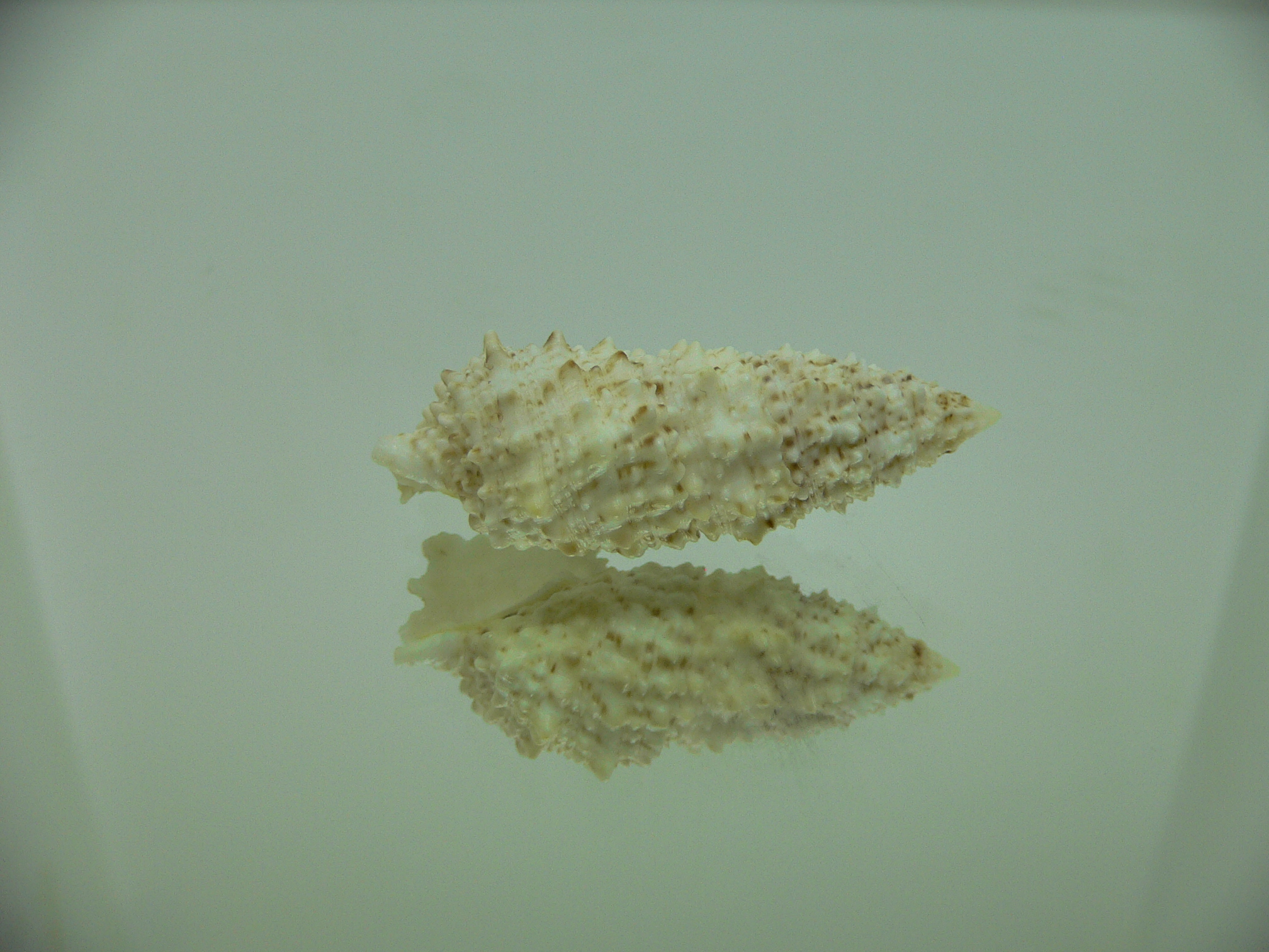 Cerithium echinatum ELONGATE