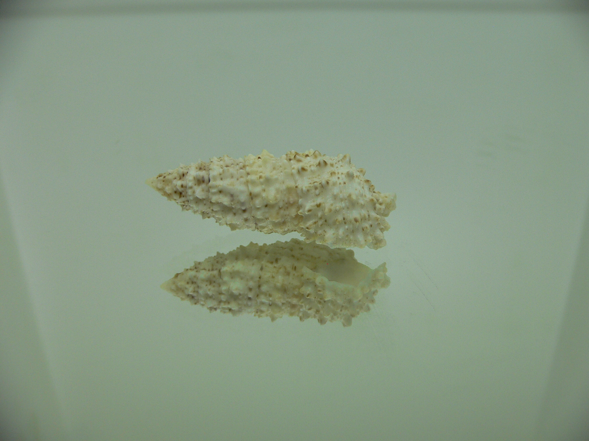 Cerithium echinatum ELONGATE