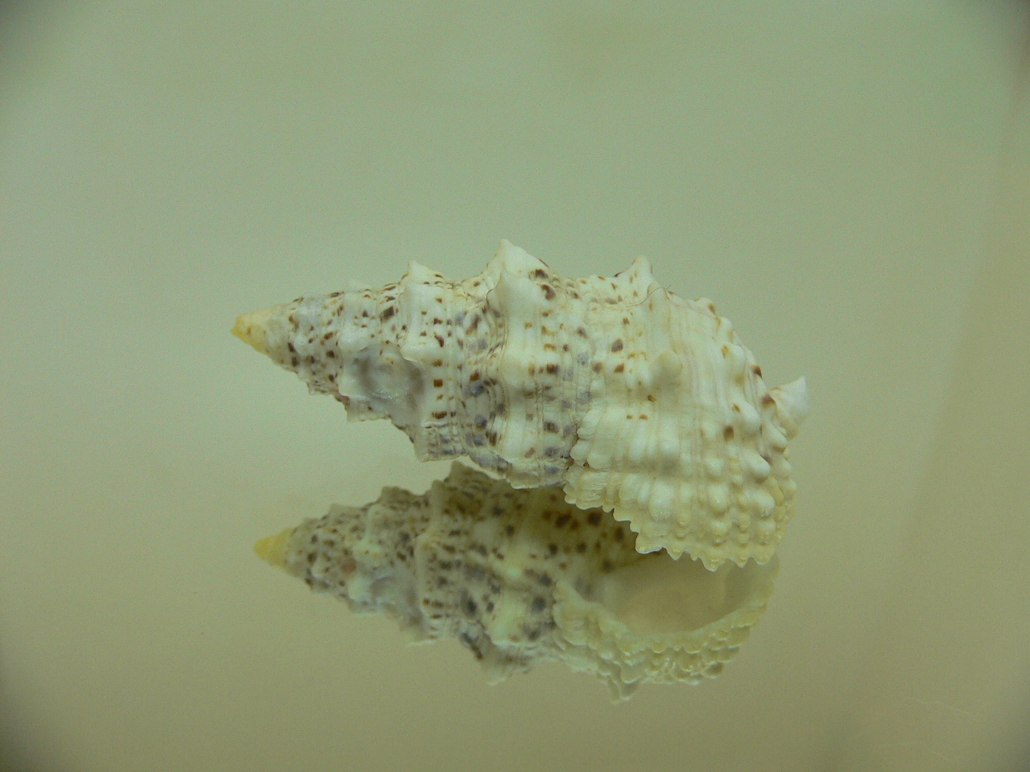 Cerithium echinatum