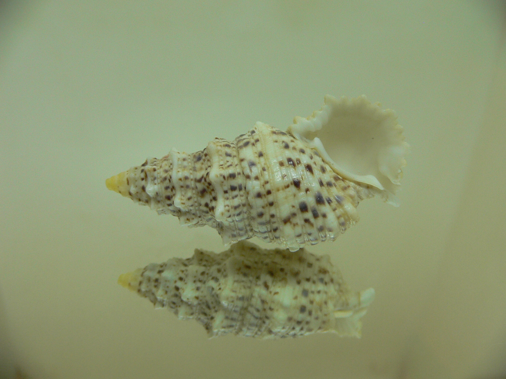 Cerithium echinatum