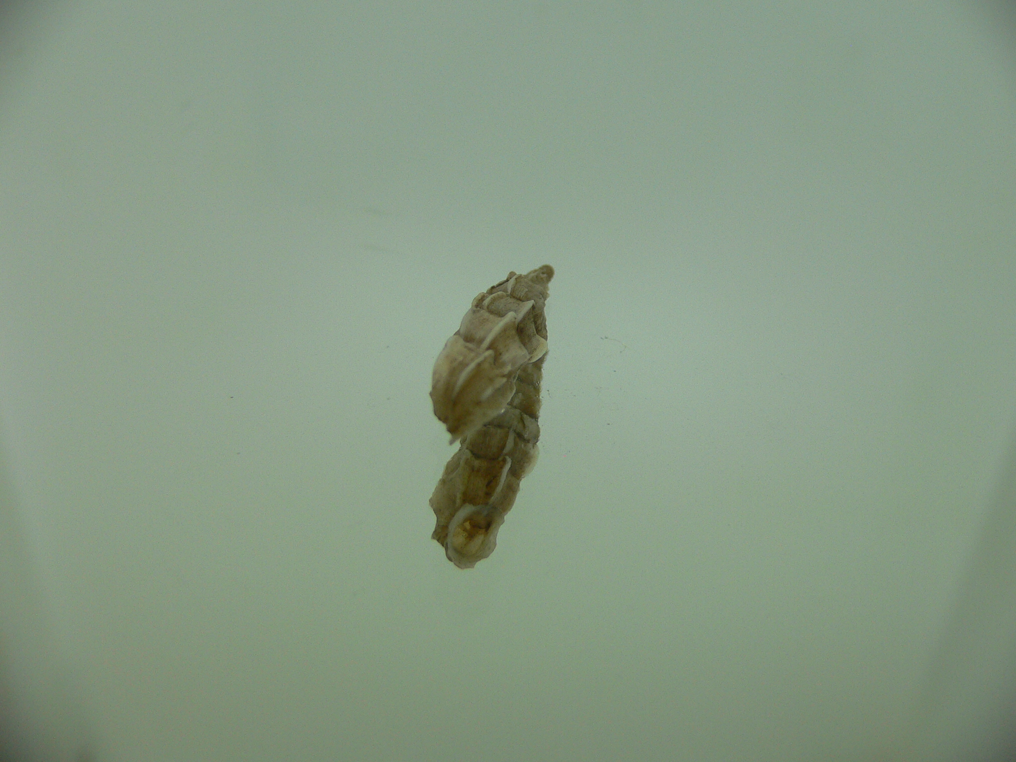Albinaria praeclara