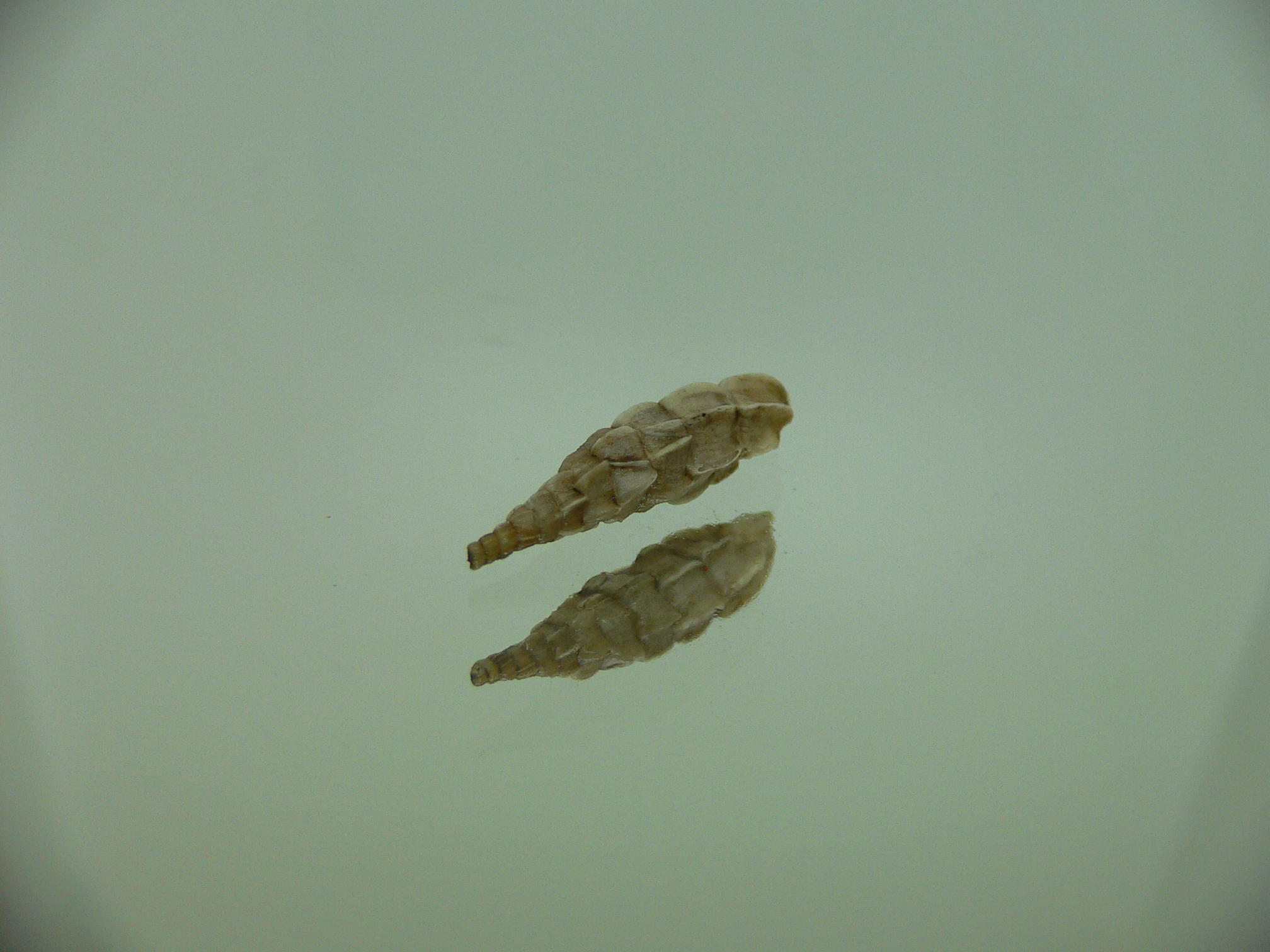 Albinaria praeclara