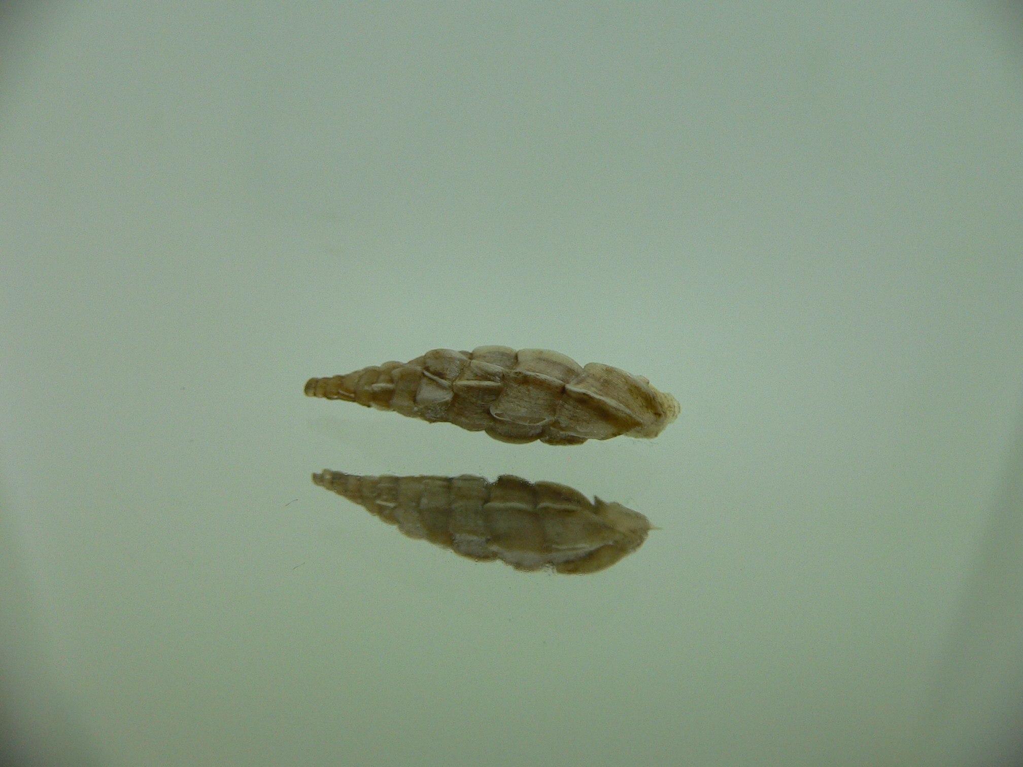 Albinaria praeclara