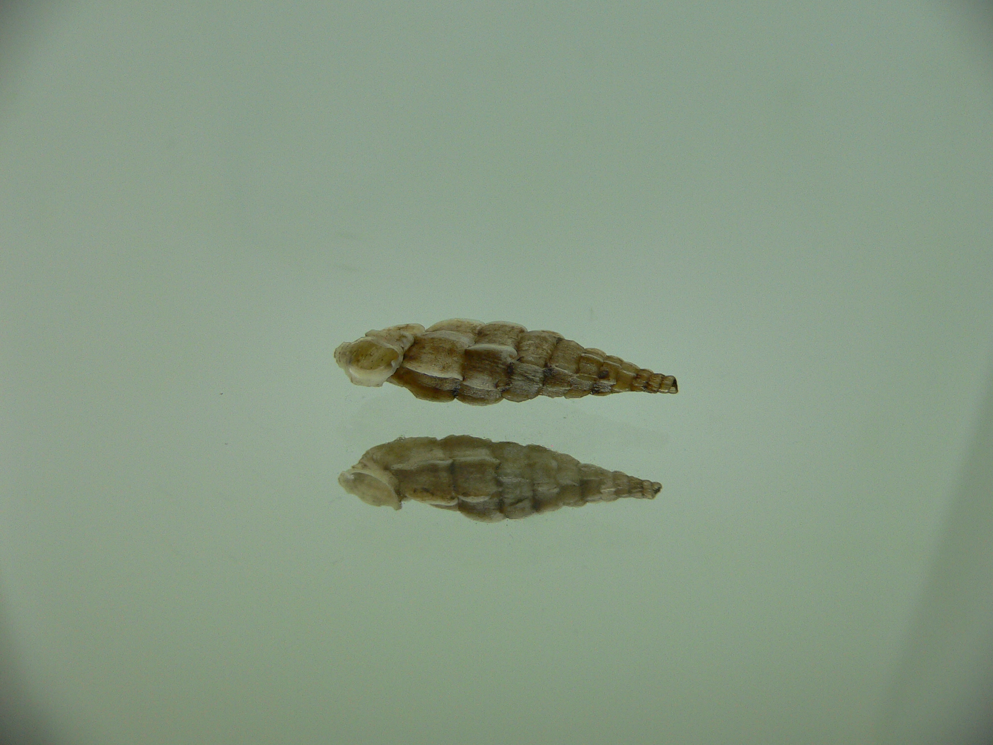 Albinaria praeclara