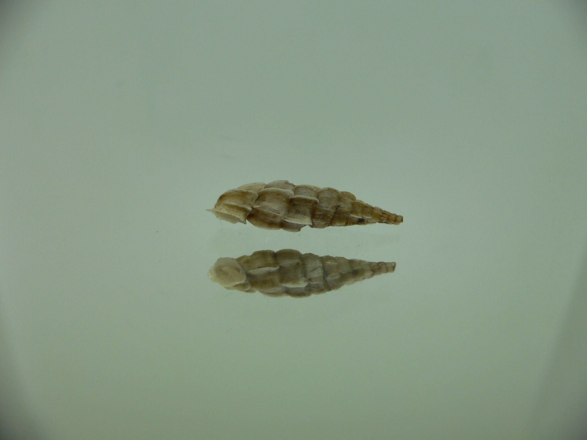 Albinaria praeclara