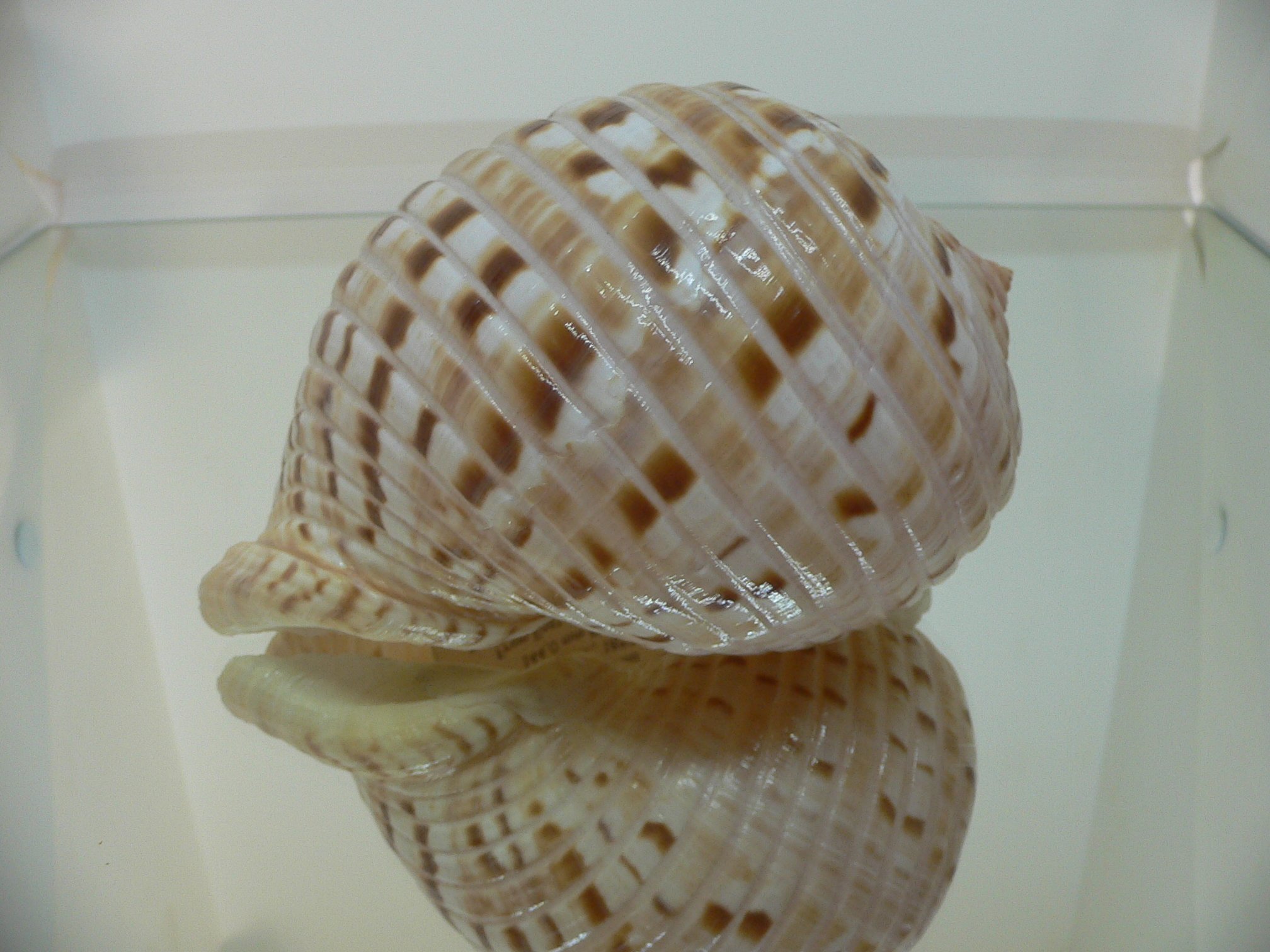 Tonna luteostoma VERY MOTLEY