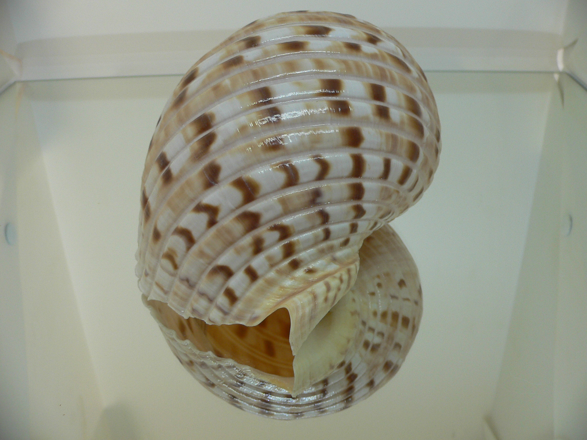 Tonna luteostoma VERY MOTLEY