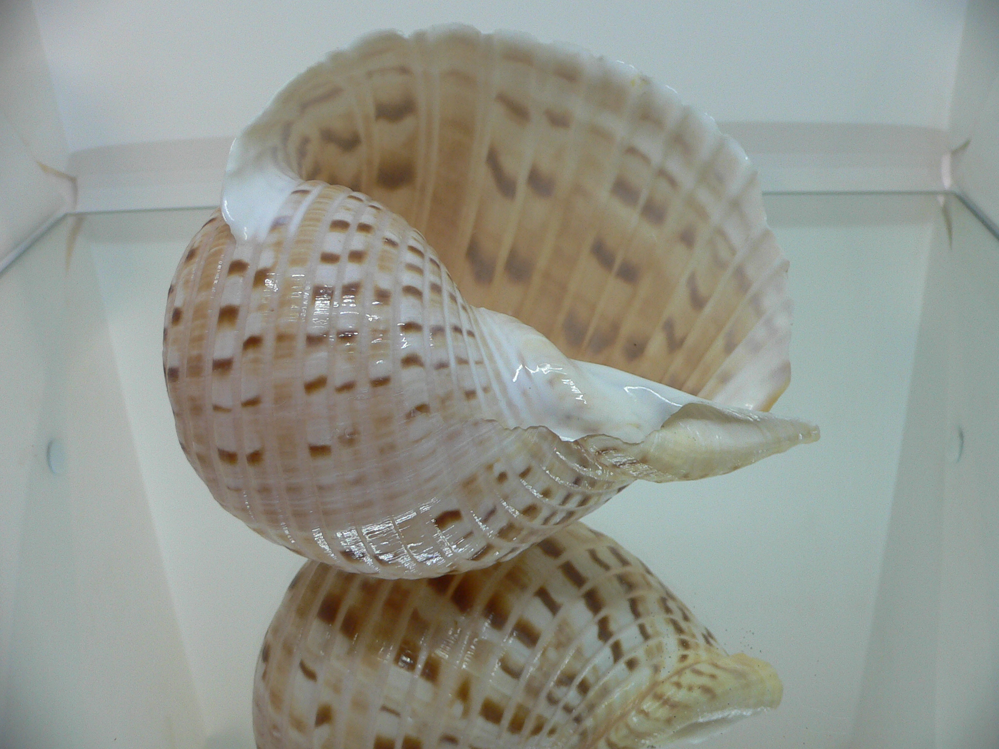 Tonna luteostoma VERY MOTLEY