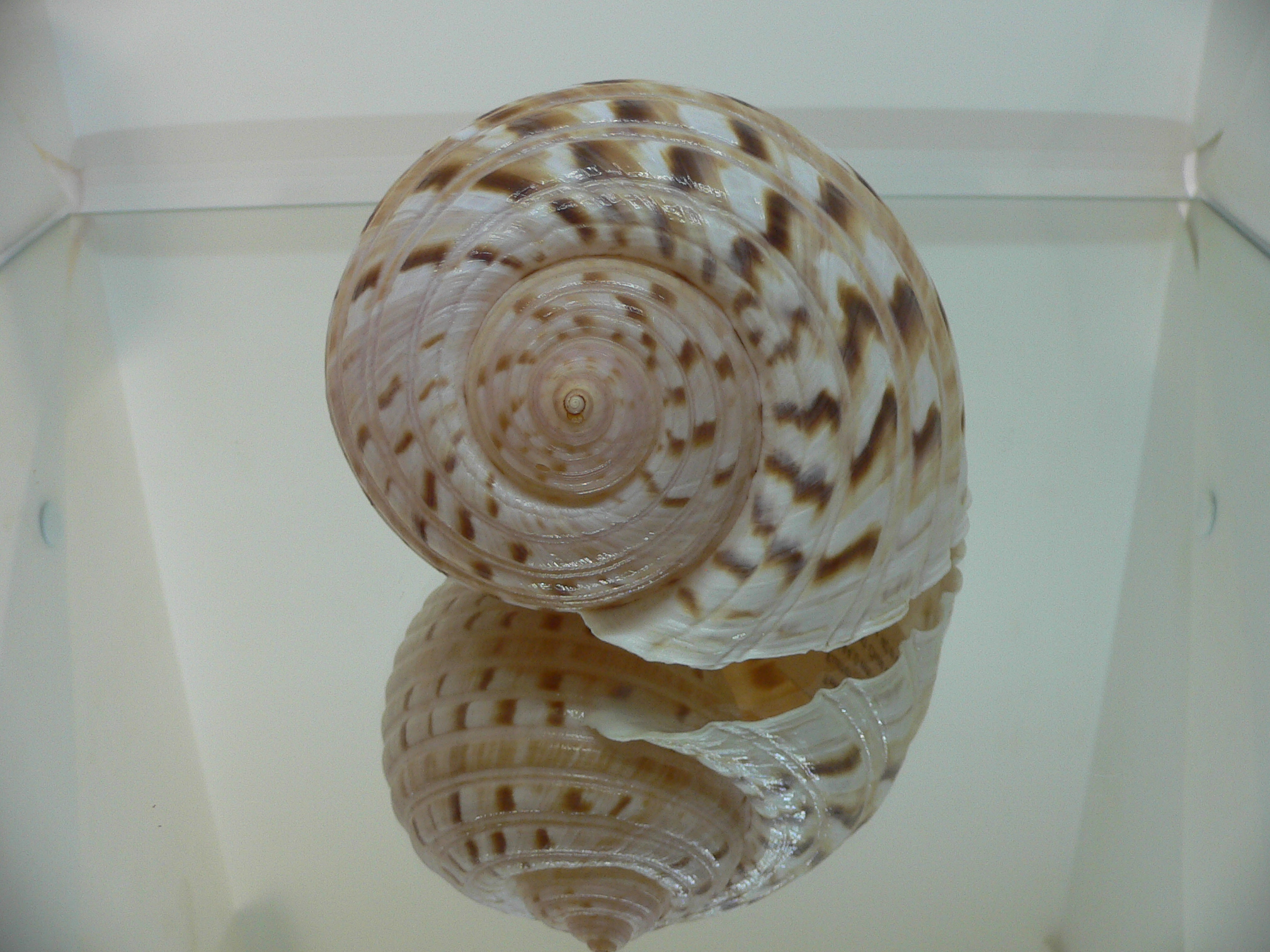 Tonna luteostoma VERY MOTLEY