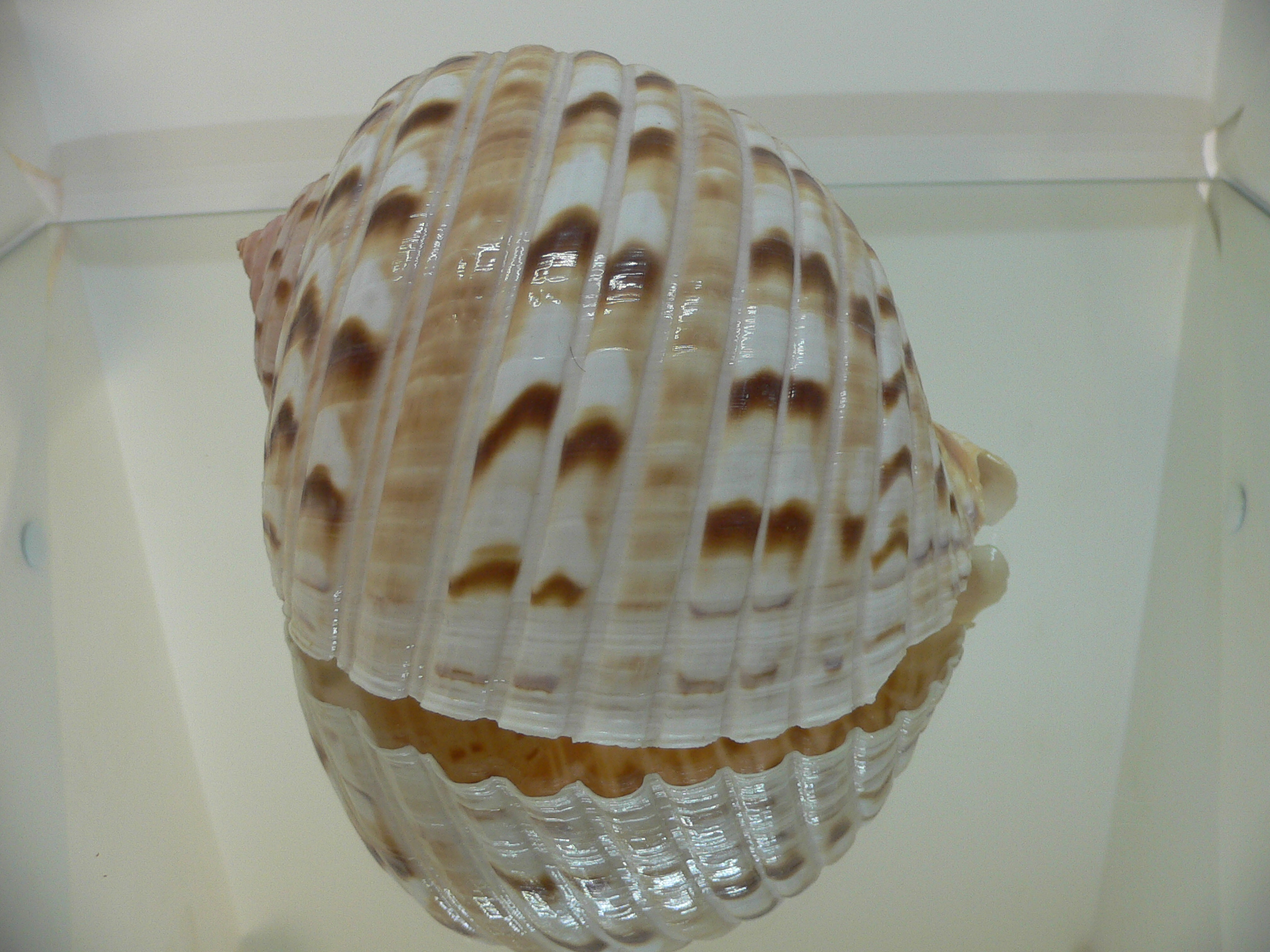 Tonna luteostoma VERY MOTLEY
