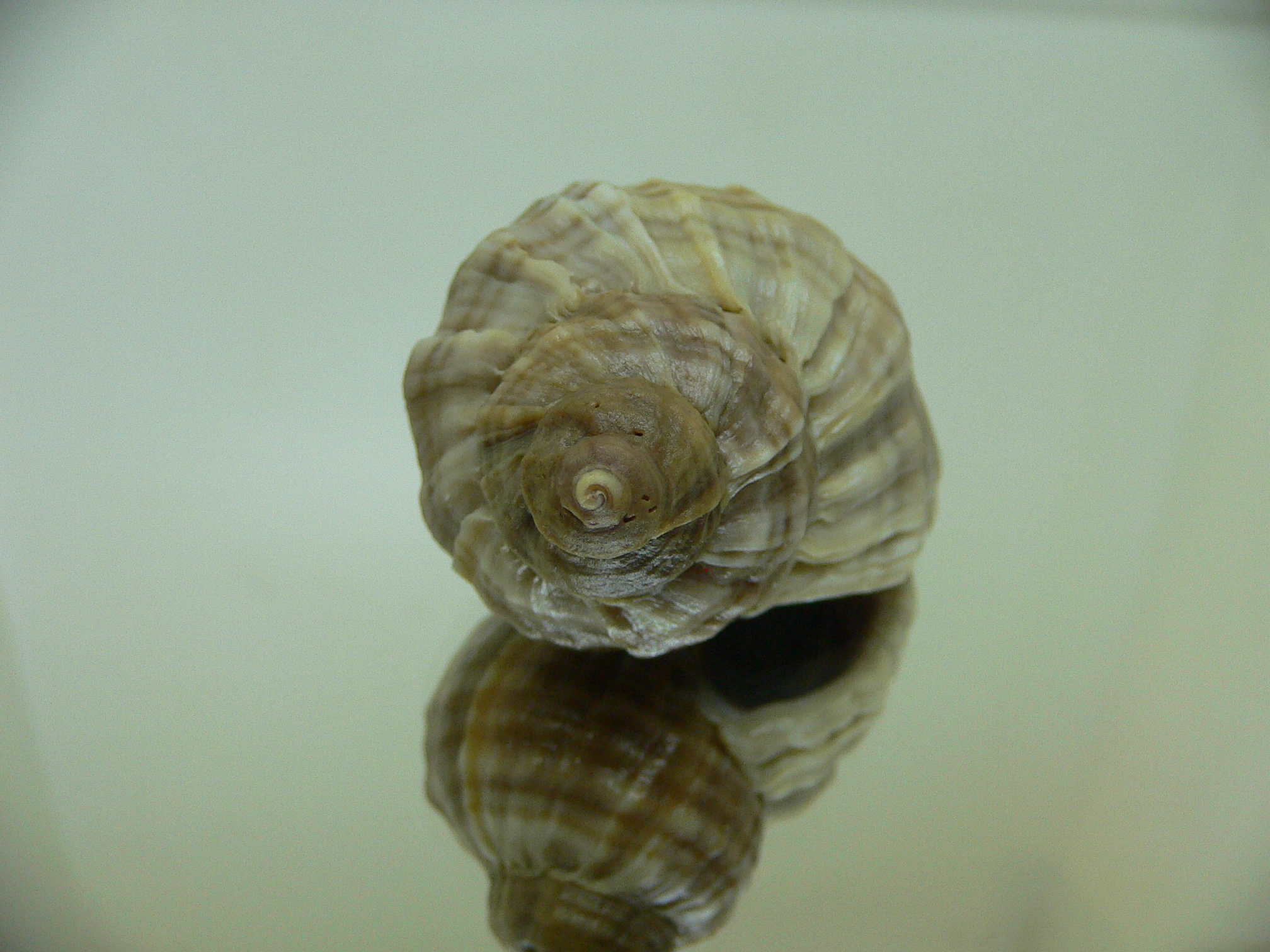 Nucella freycinetii freycinetii HILLY