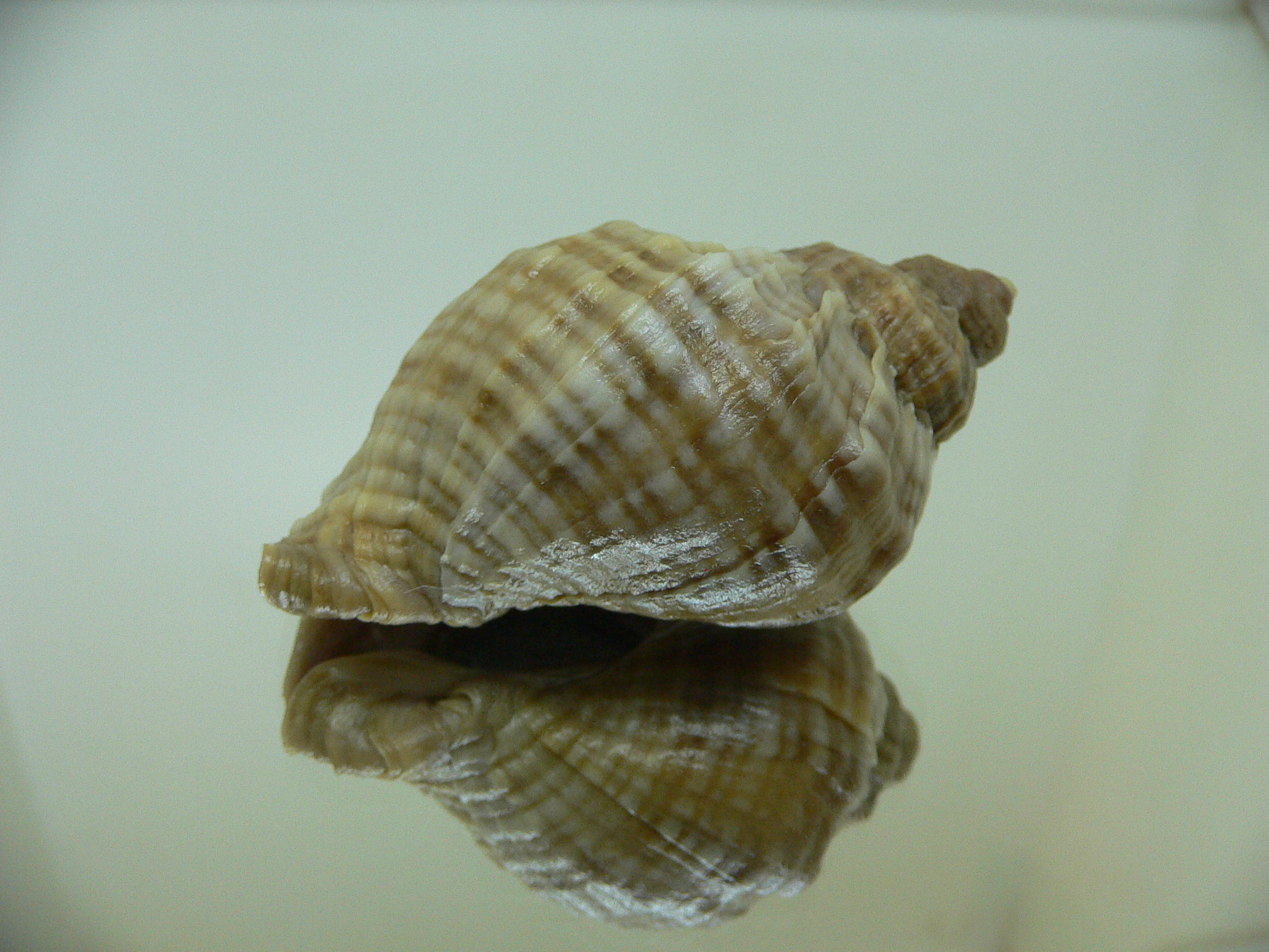 Nucella freycinetii freycinetii HILLY