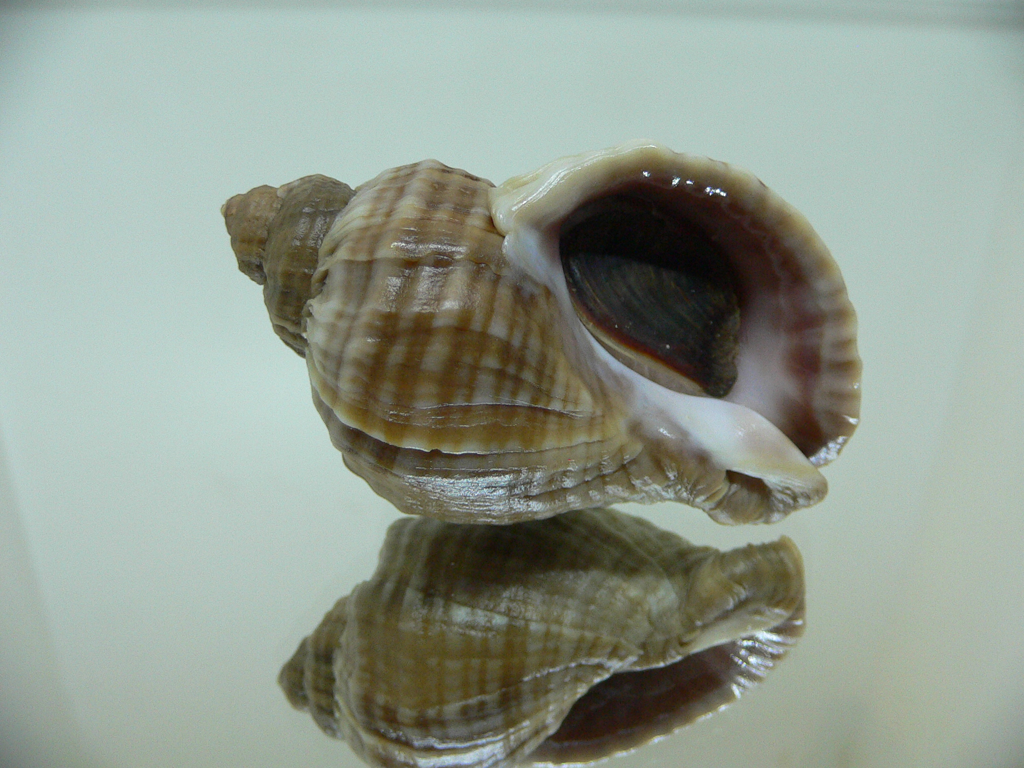 Nucella freycinetii freycinetii HILLY