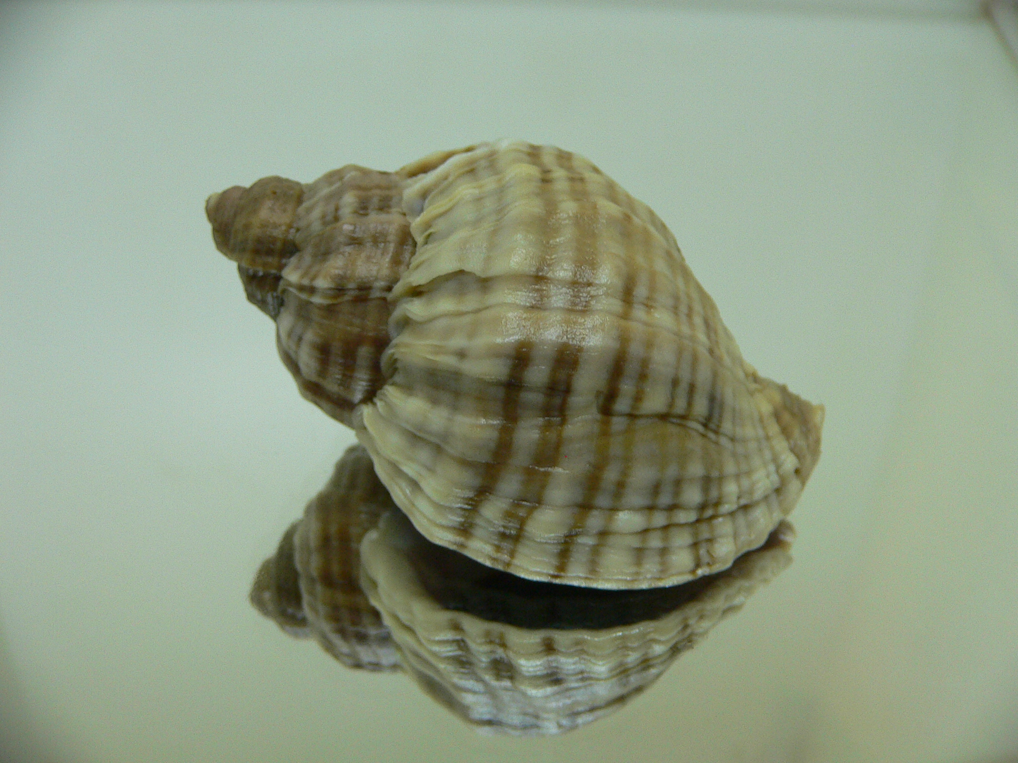 Nucella freycinetii freycinetii HILLY