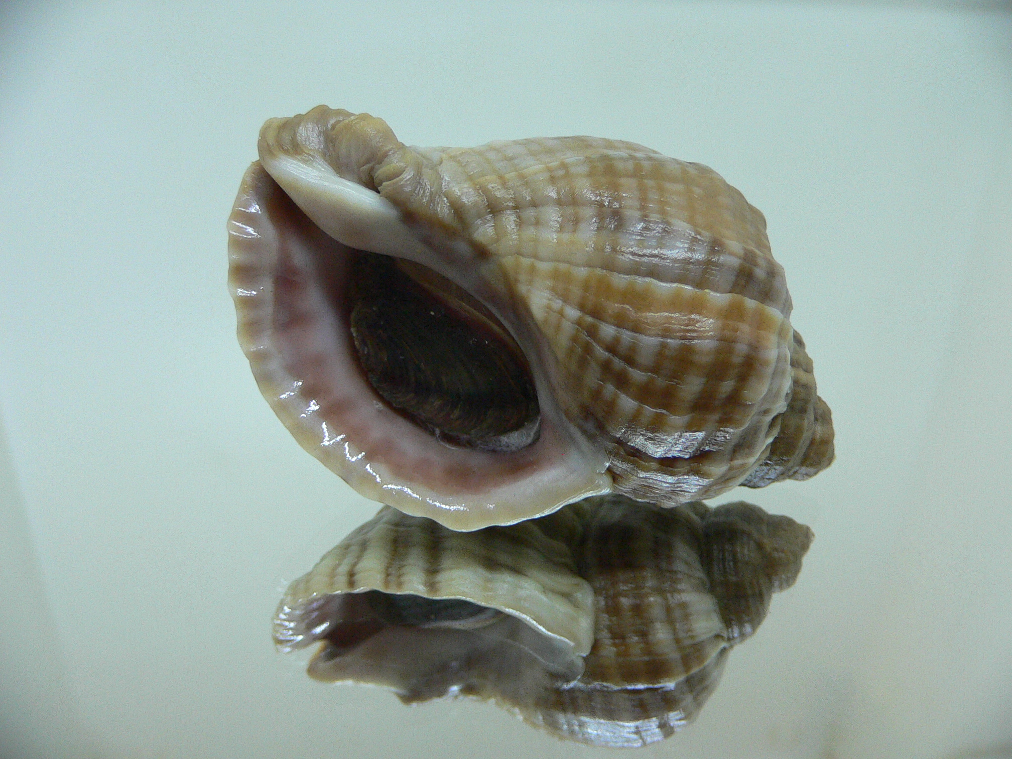 Nucella freycinetii freycinetii HILLY