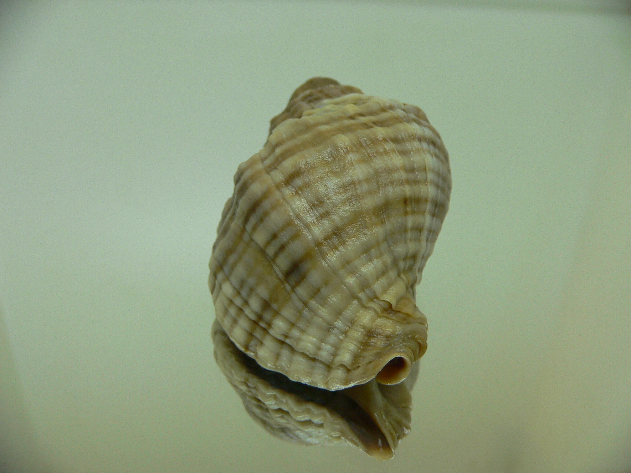 Nucella freycinetii freycinetii HILLY