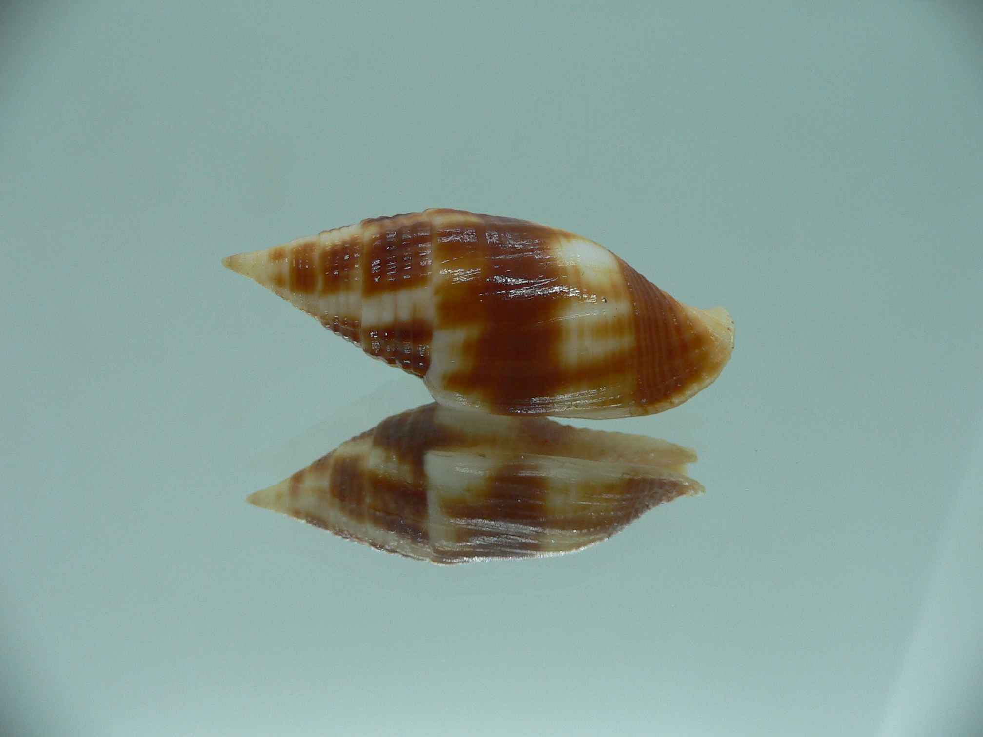 Nebularia chrysostoma