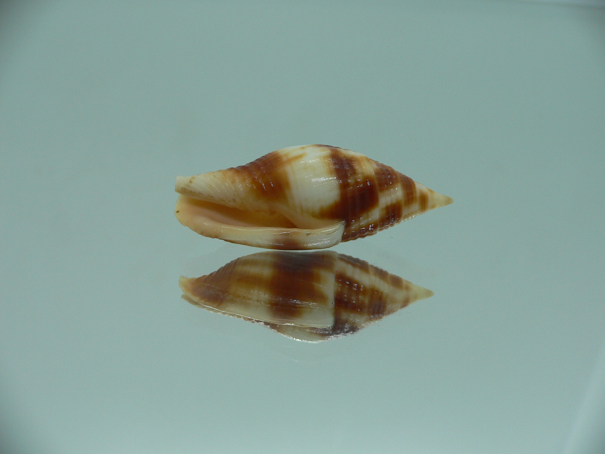 Nebularia chrysostoma