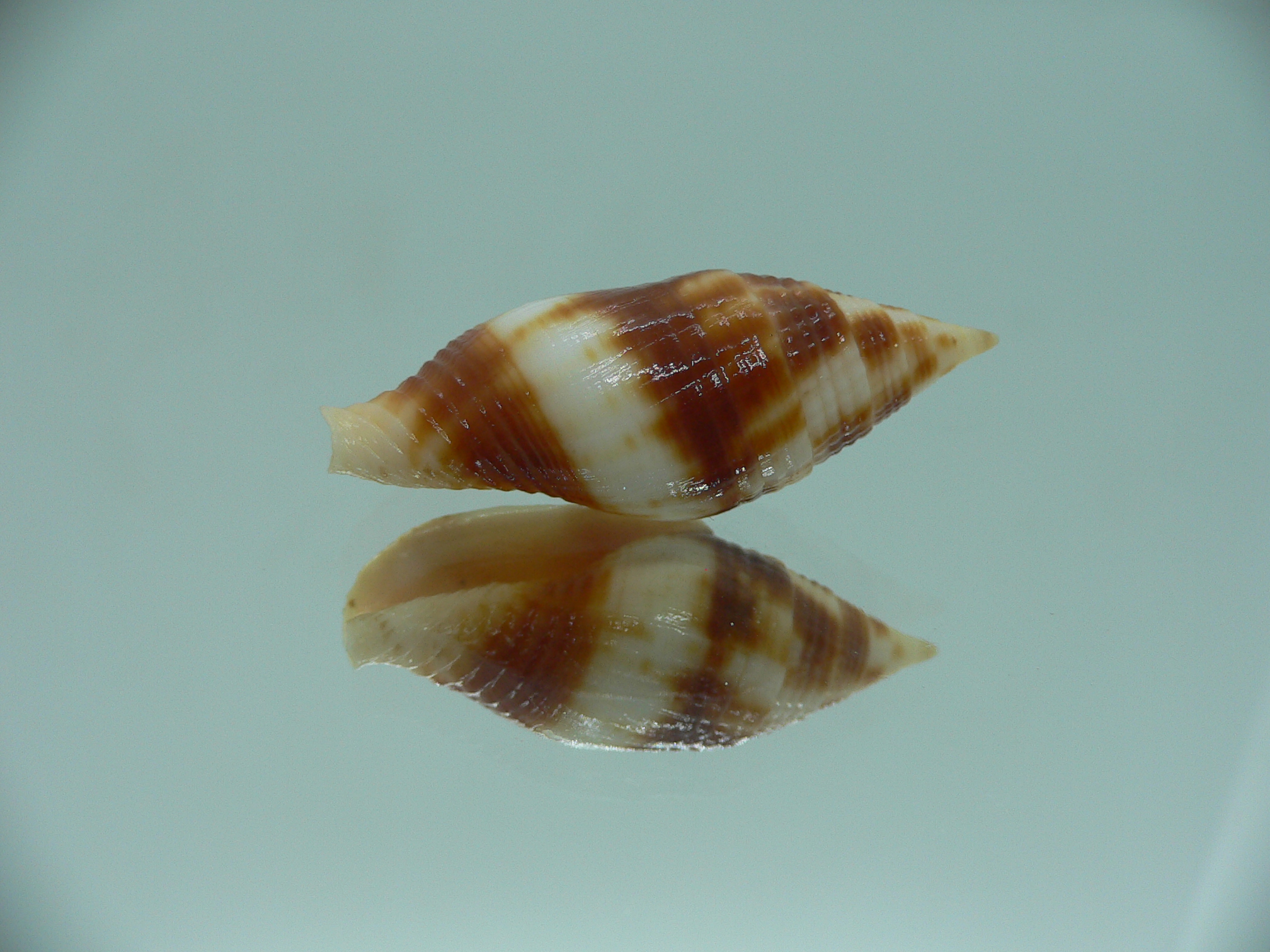 Nebularia chrysostoma