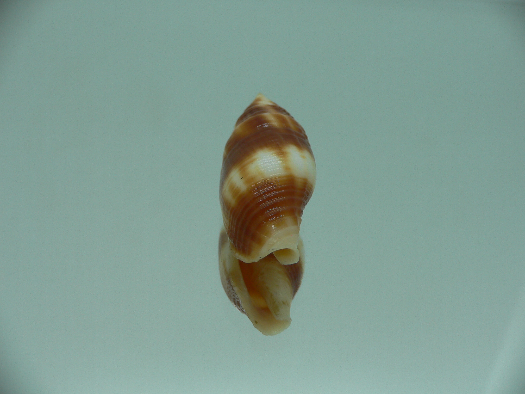 Nebularia chrysostoma