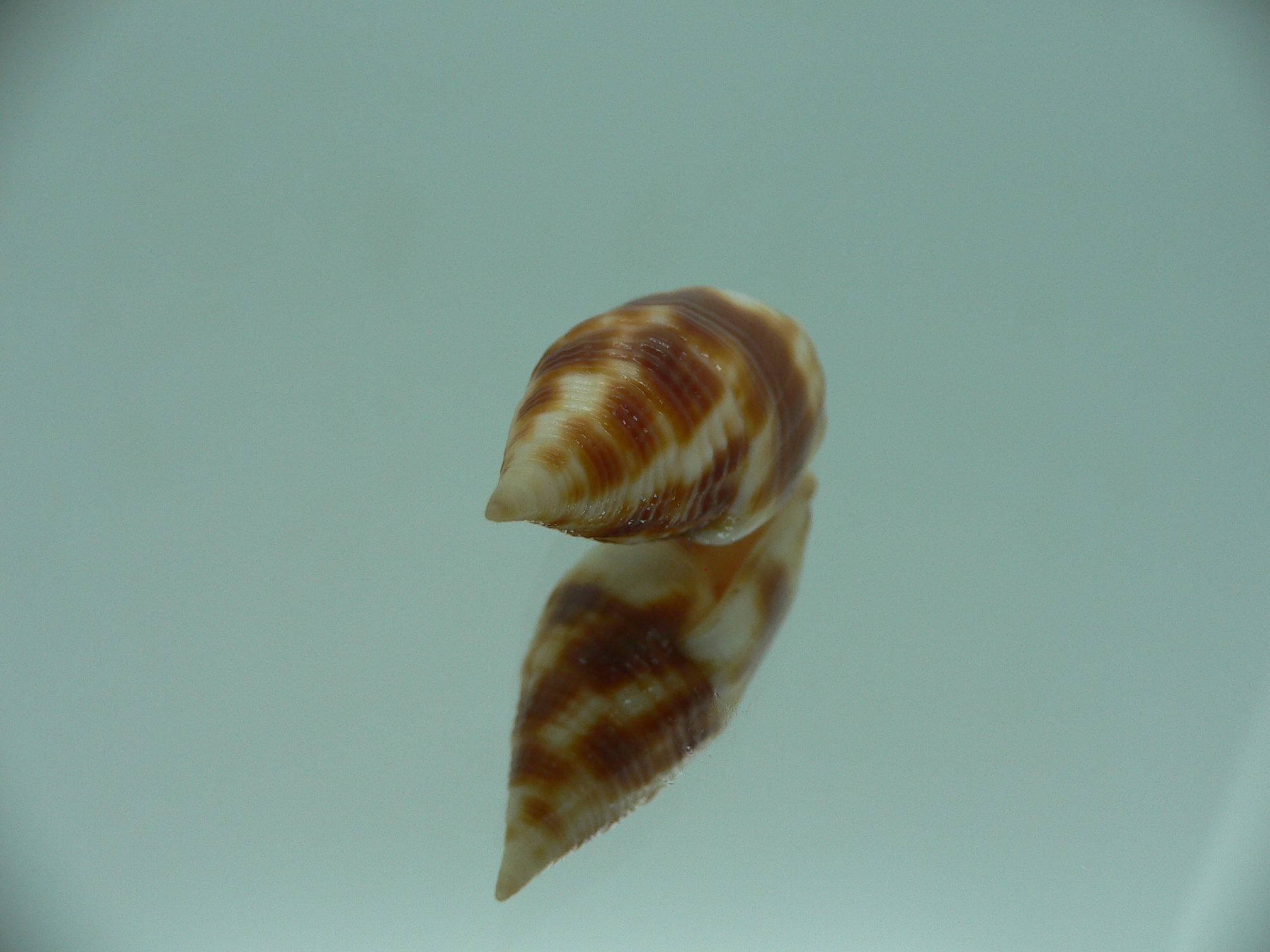 Nebularia chrysostoma