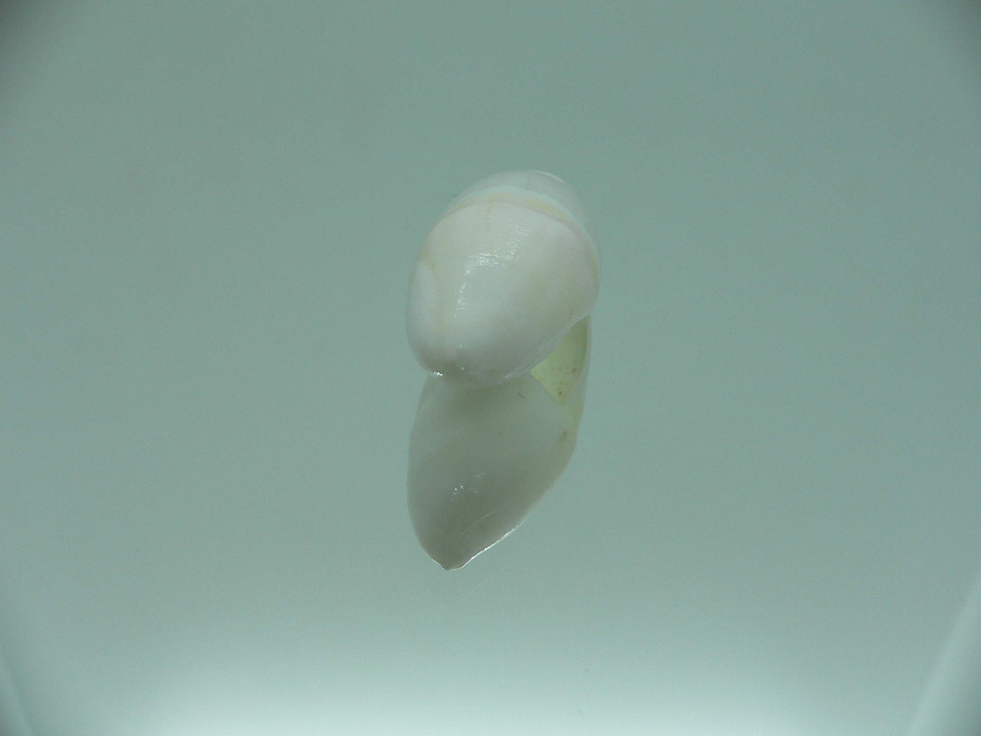 Amalda parentalis RARE ENDEMIC