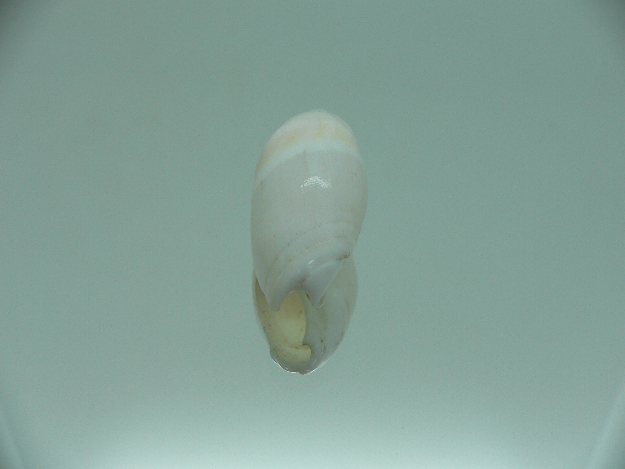 Amalda parentalis RARE ENDEMIC