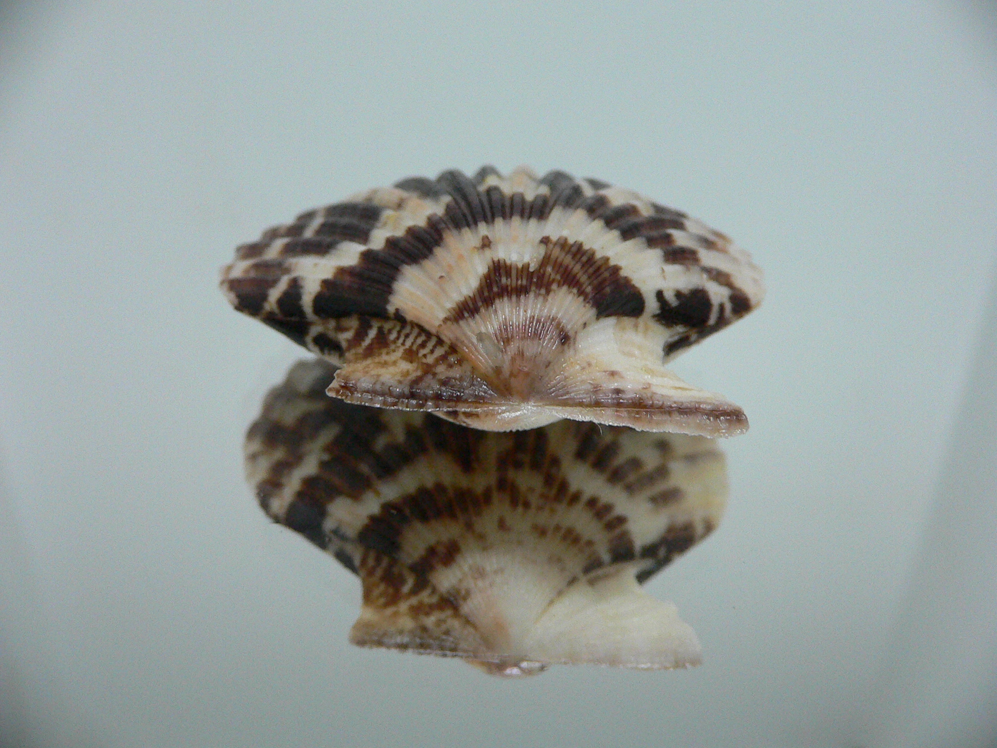 Volachlamus tranquebaria MOTLEY