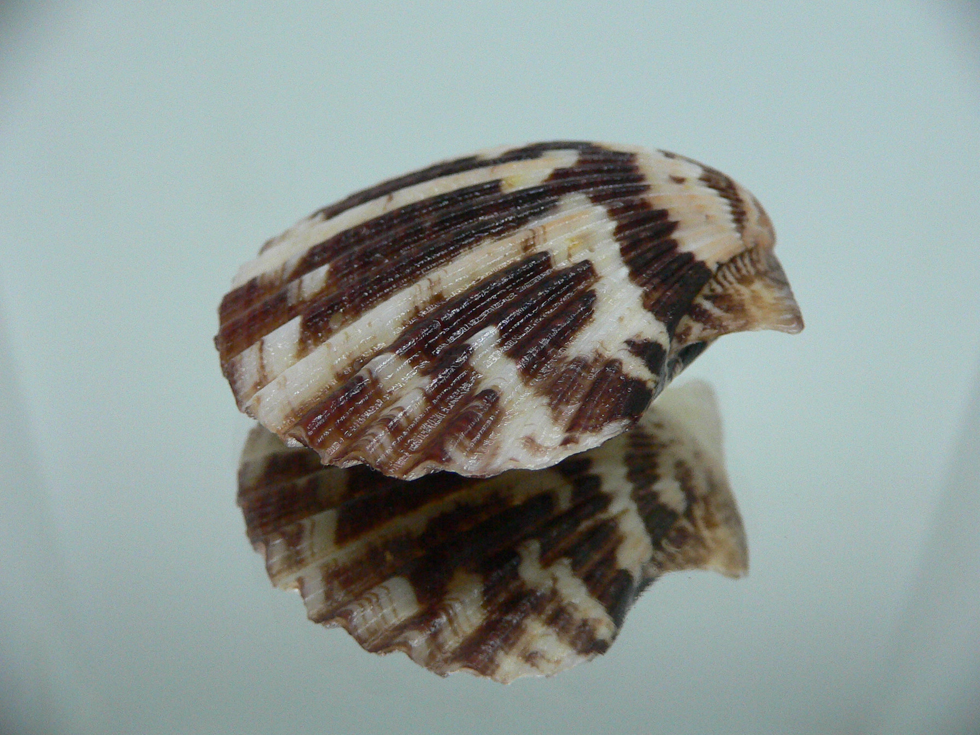 Volachlamus tranquebaria MOTLEY