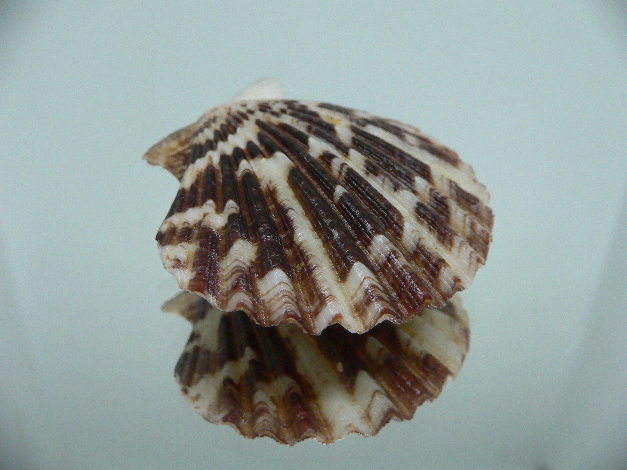 Volachlamus tranquebaria MOTLEY